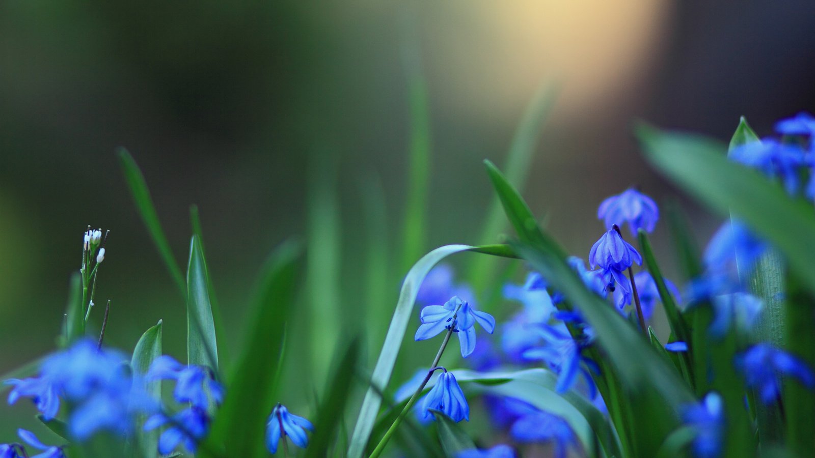 Обои cvety, rozmytost, sinie разрешение 2560x1700 Загрузить
