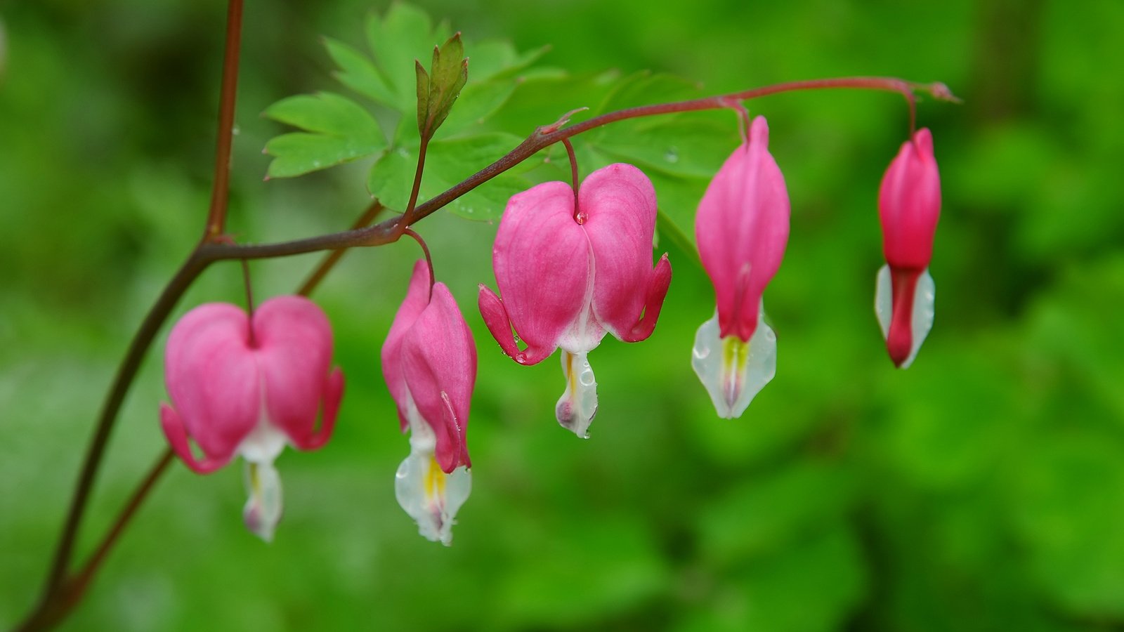 Обои цветы, природа, макро, дицентра, разбитое сердце, cvety, serdce, dicentra, razbitoe, flowers, nature, macro, the bleeding heart, broken heart разрешение 1920x1200 Загрузить