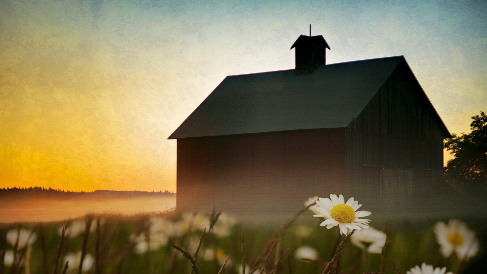 Обои небо, цветы, пейзаж, туман, дом, ромашки, the sky, flowers, landscape, fog, house, chamomile разрешение 1920x1080 Загрузить