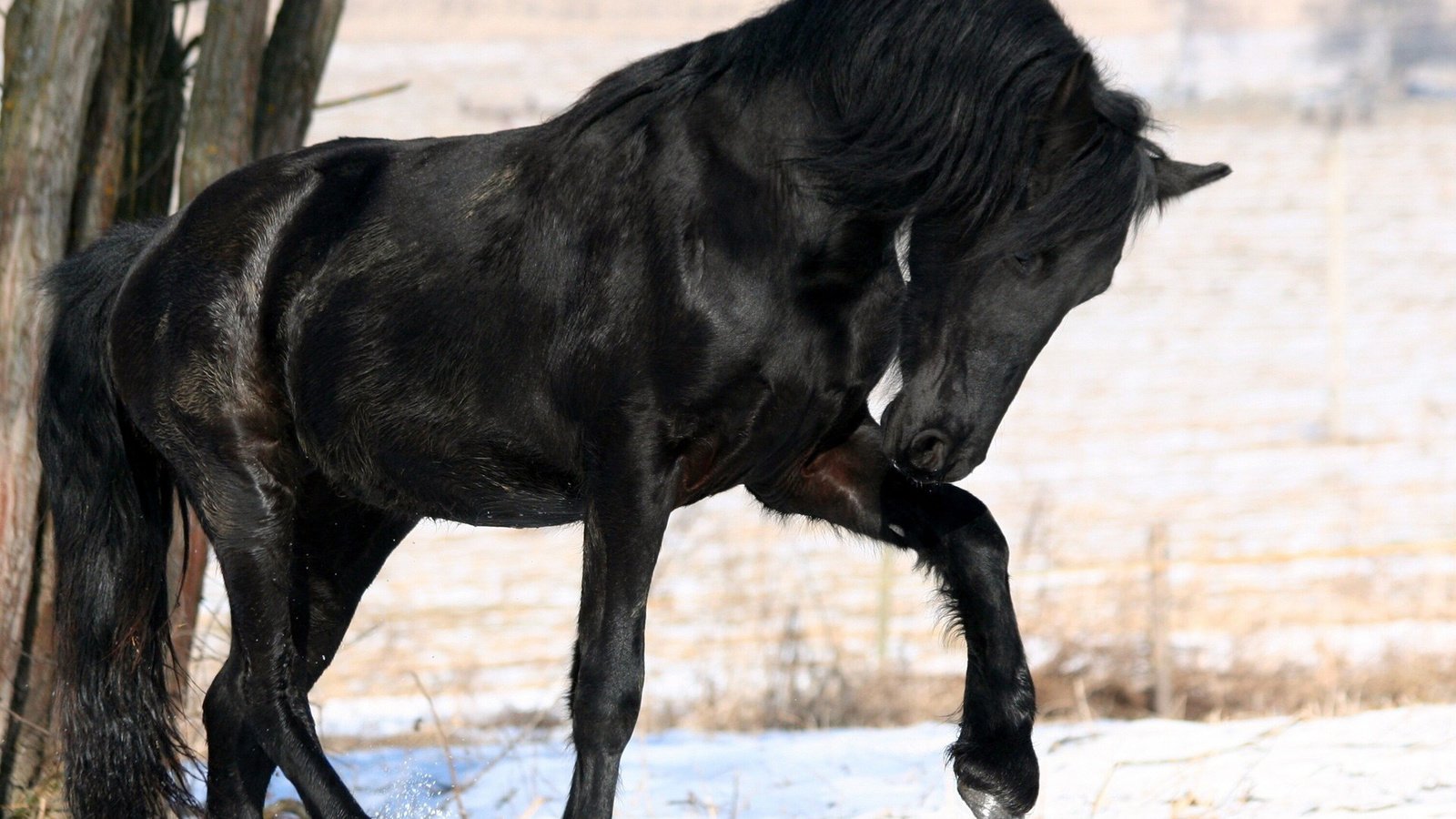 Обои лошадь, снег, дерево, зима, черный, конь, грива, horse, snow, tree, winter, black, mane разрешение 1920x1200 Загрузить