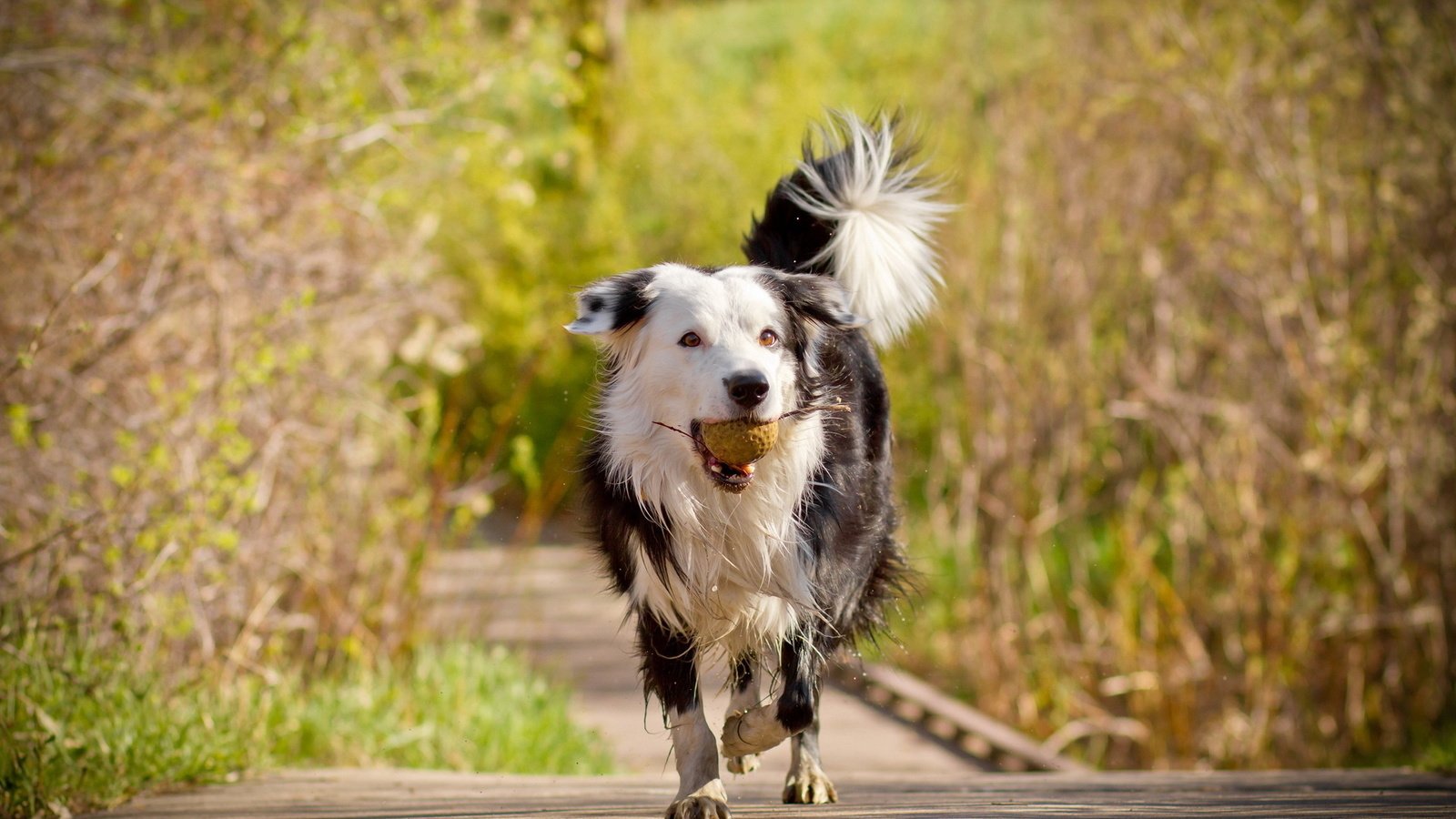 Обои деревья, мост, собака, друг, мяч, бордер-колли, trees, bridge, dog, each, the ball, the border collie разрешение 1920x1280 Загрузить