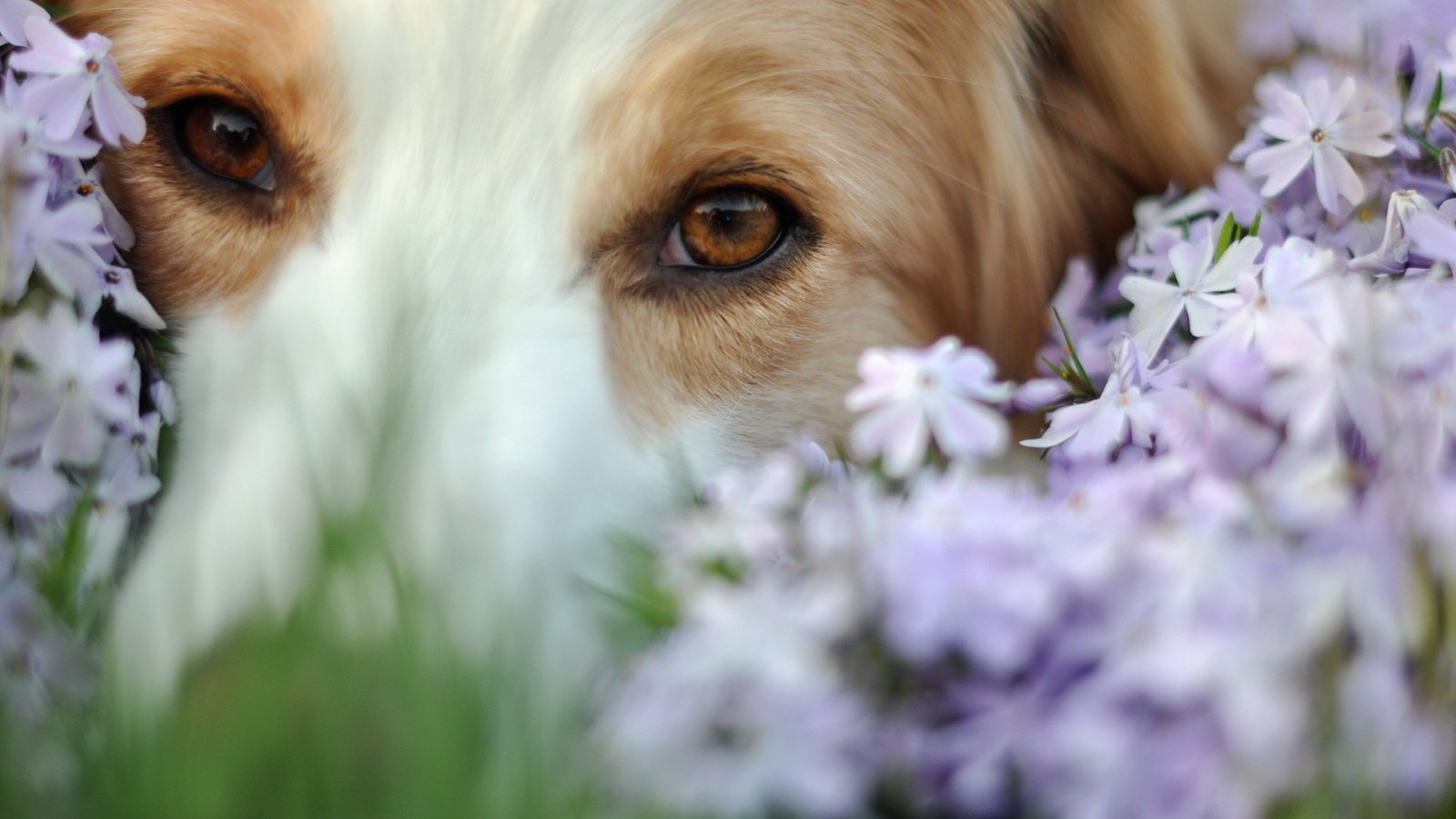 Обои глаза, цветы, мордочка, взгляд, собака, eyes, flowers, muzzle, look, dog разрешение 1920x1200 Загрузить