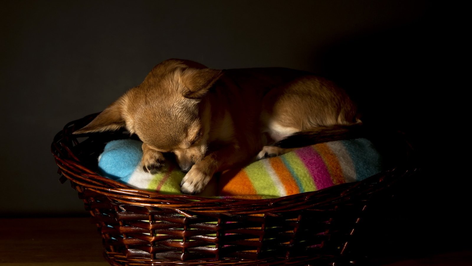 Обои сон, собака, корзина, чихуахуа, sleep, dog, basket, chihuahua разрешение 2560x1600 Загрузить