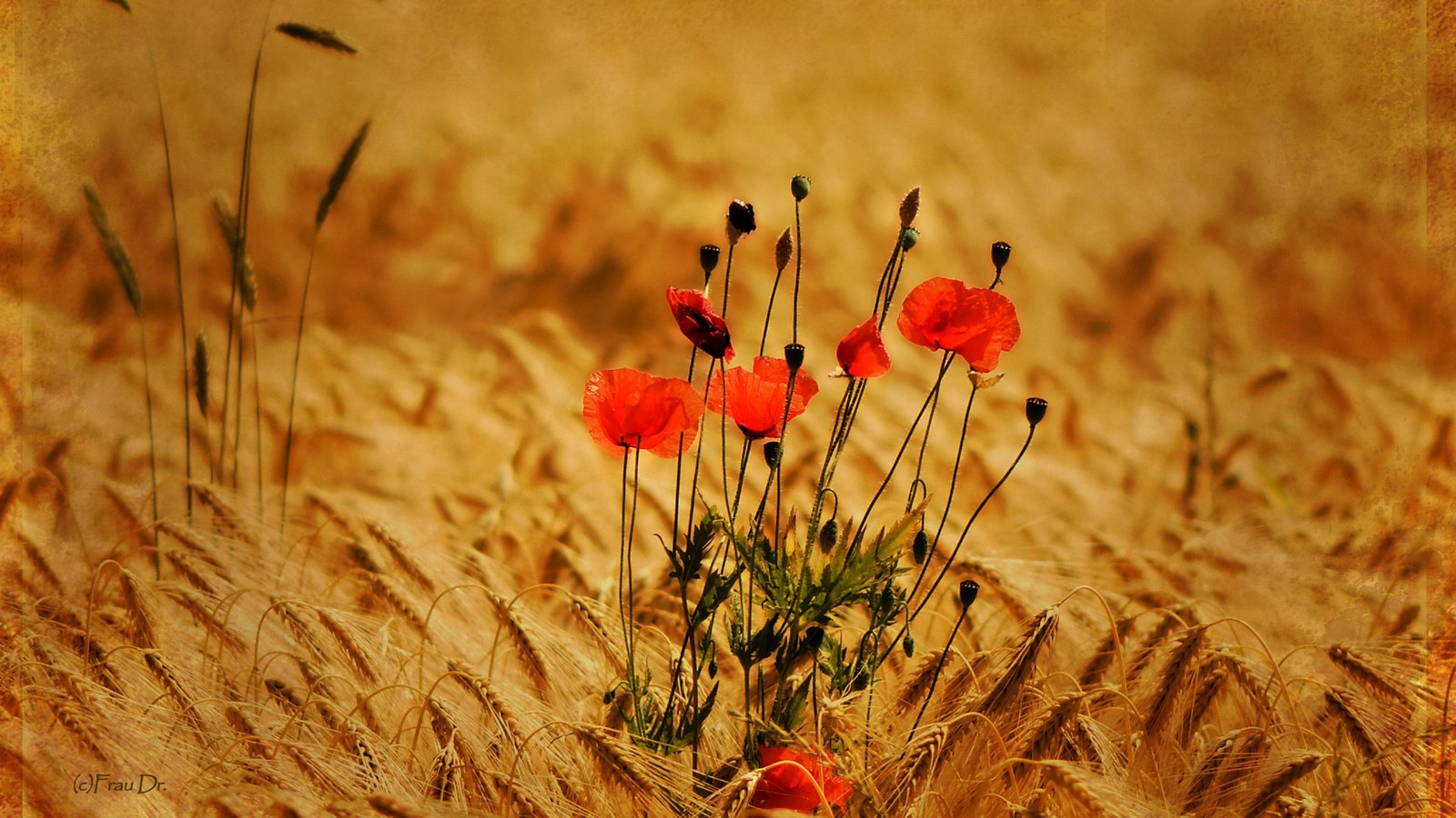 Обои цветы, природа, фон, поле, маки, пшеница, колоски, flowers, nature, background, field, maki, wheat, spikelets разрешение 2560x1600 Загрузить