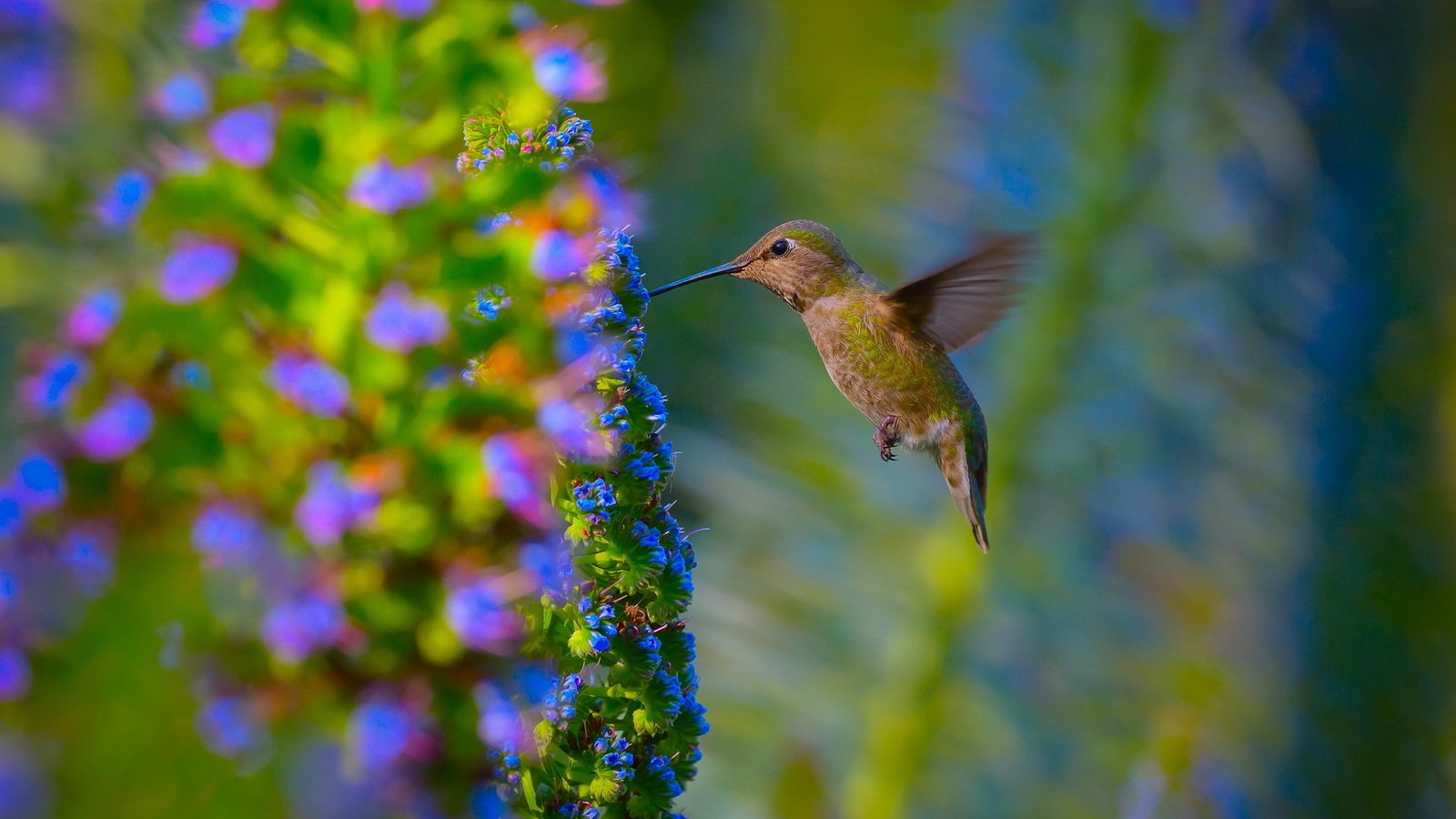 Обои цветы, природа, сад, птица, колибри, flowers, nature, garden, bird, hummingbird разрешение 1920x1200 Загрузить