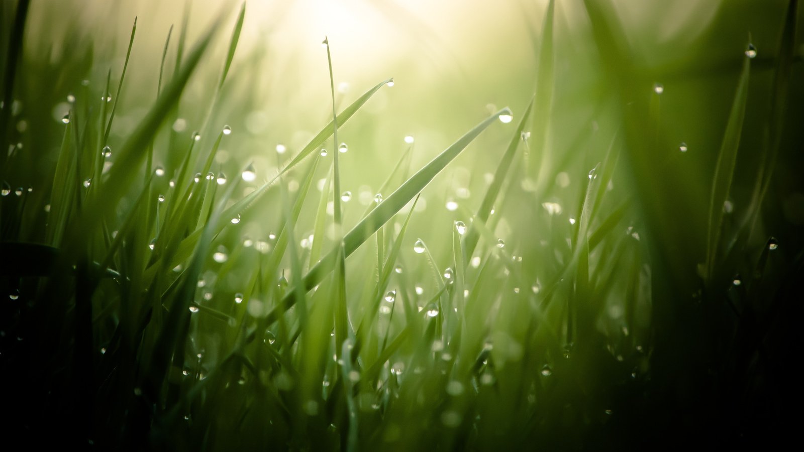 Обои трава, макро, роса, капли, размытость, grass, macro, rosa, drops, blur разрешение 2560x1600 Загрузить