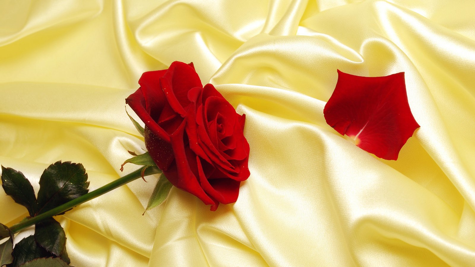 Обои красная роза, red rose разрешение 1920x1080 Загрузить
