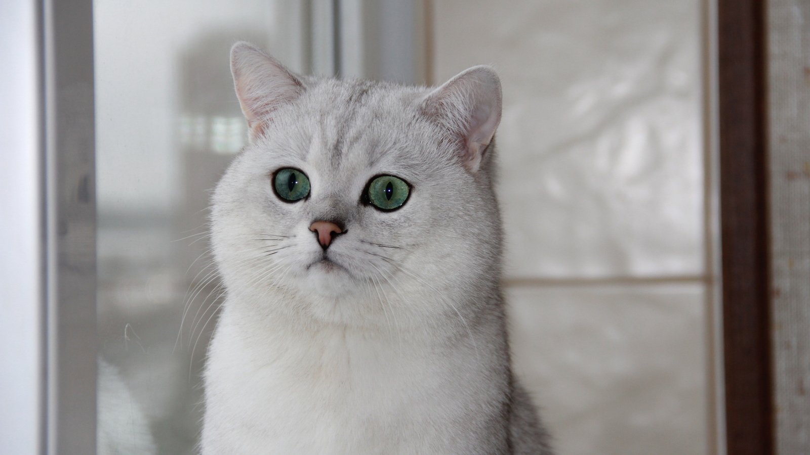 Обои кошка, окно, зеленые глаза, британская шиншилла, cat, window, green eyes, british chinchilla разрешение 1920x1080 Загрузить