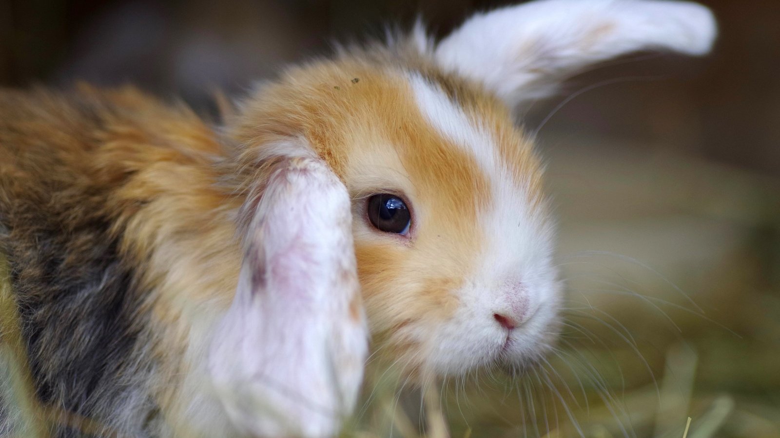 Обои животное, кролик.ушки, трава.фон, animal, rabbit.ears, grass.background разрешение 1920x1200 Загрузить