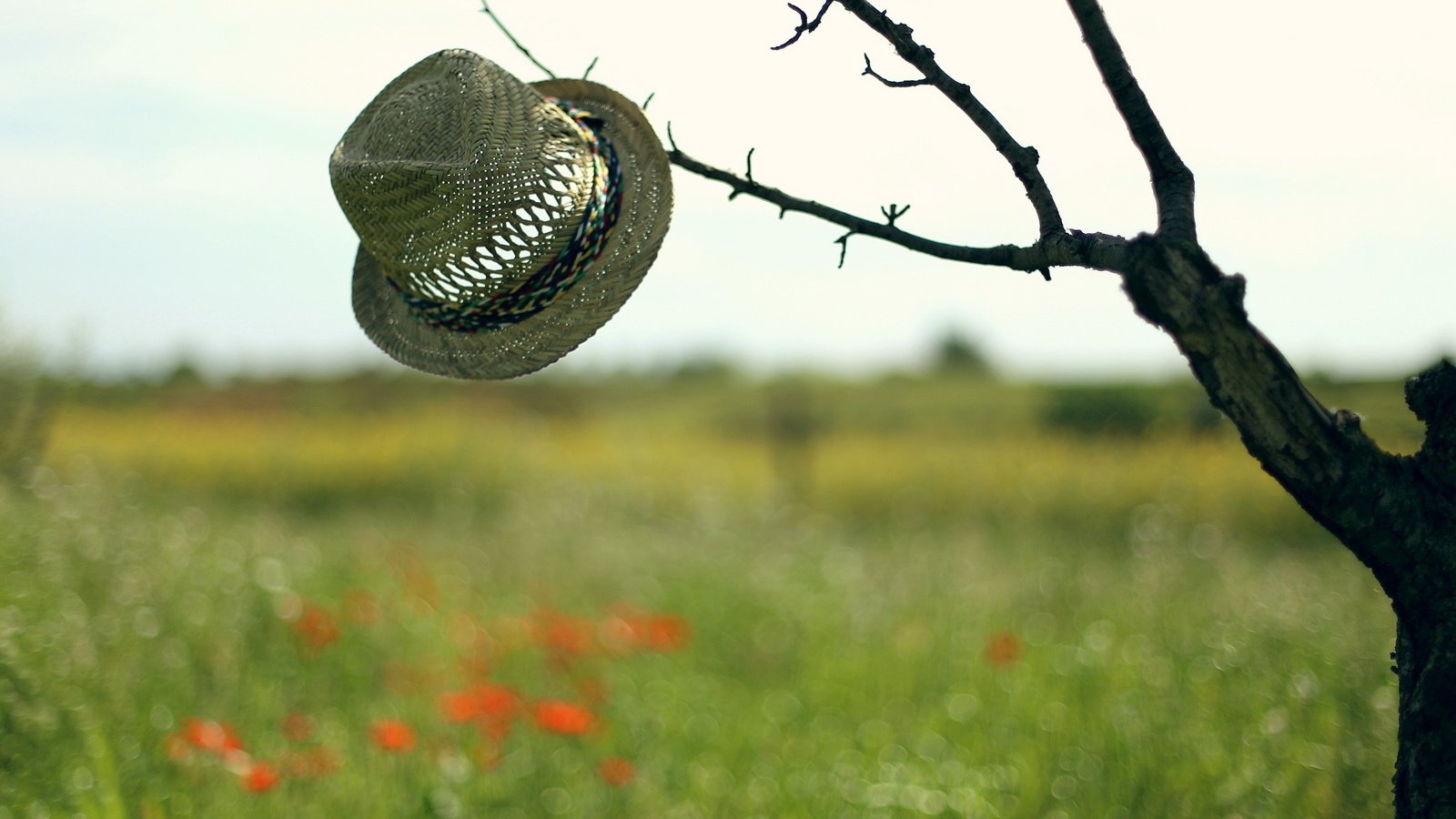 Обои небо, дерево, настроение, фон, поле, шляпа, the sky, tree, mood, background, field, hat разрешение 2560x1600 Загрузить