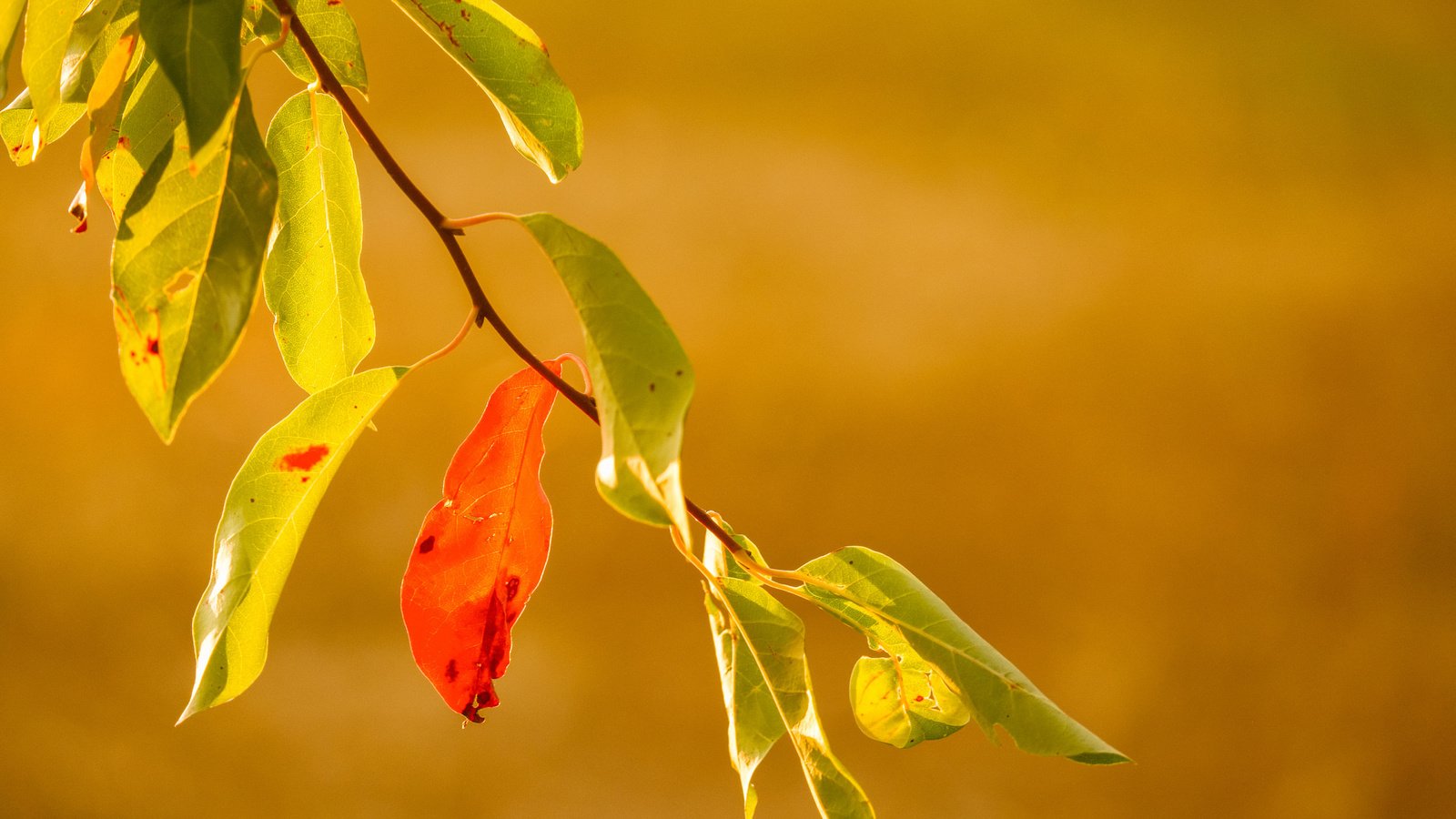 Обои ветка, природа, листья, фон, осень, branch, nature, leaves, background, autumn разрешение 2048x1365 Загрузить