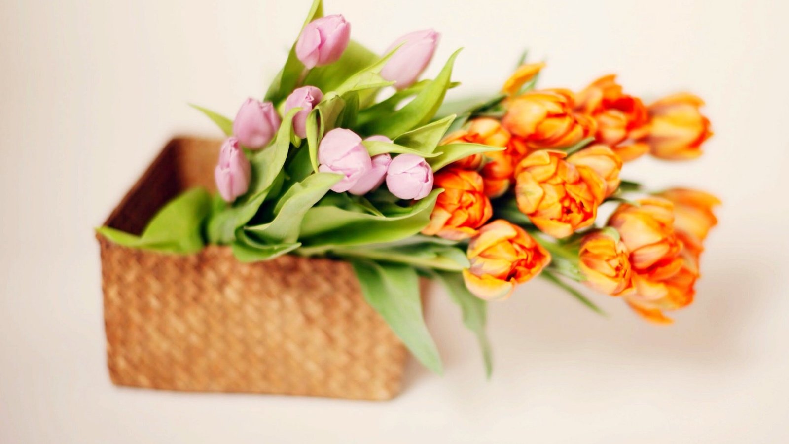 Обои цветы, букет, корзина, тюльпаны, тульпаны,  цветы, flowers, bouquet, basket, tulips разрешение 1920x1442 Загрузить