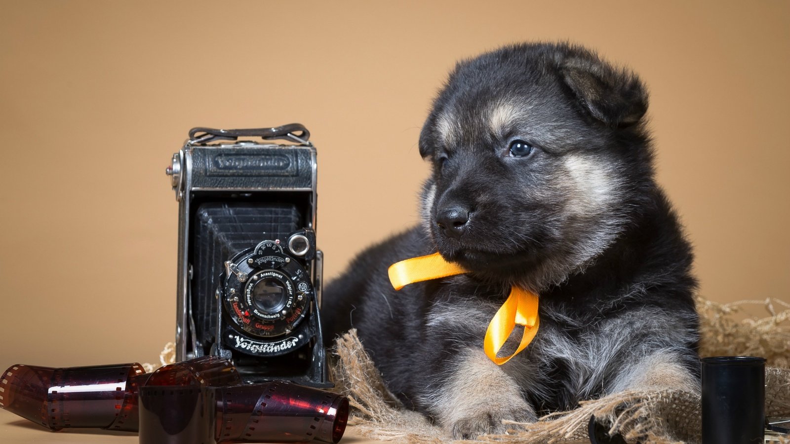 Обои ретро, собака, щенок, фотоаппарат, пленка, немецкая овчарка, бантик, retro, dog, puppy, the camera, film, german shepherd, bow разрешение 2880x1800 Загрузить