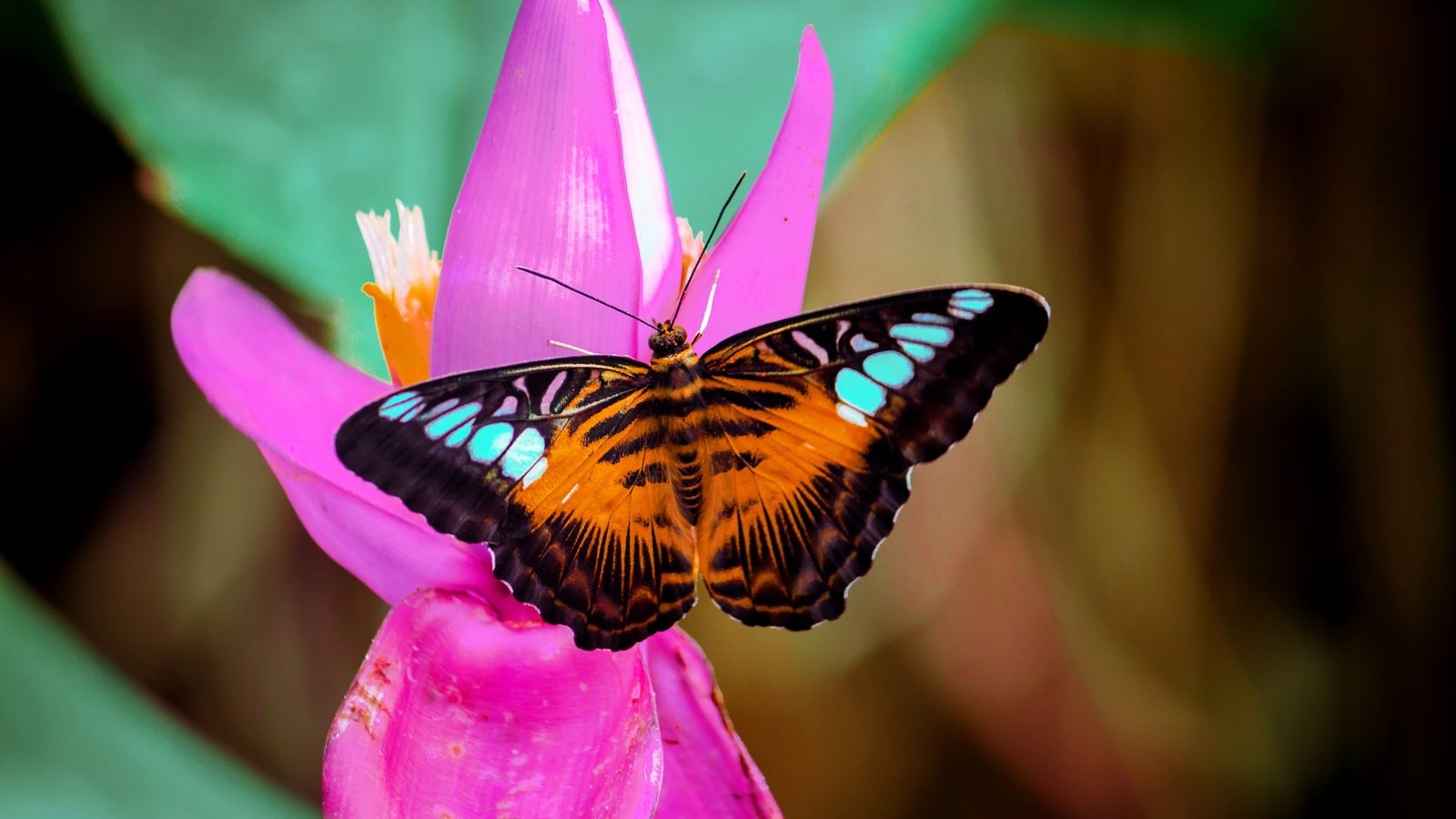 Обои макро, насекомое, цветок, бабочка, macro, insect, flower, butterfly разрешение 2048x1365 Загрузить