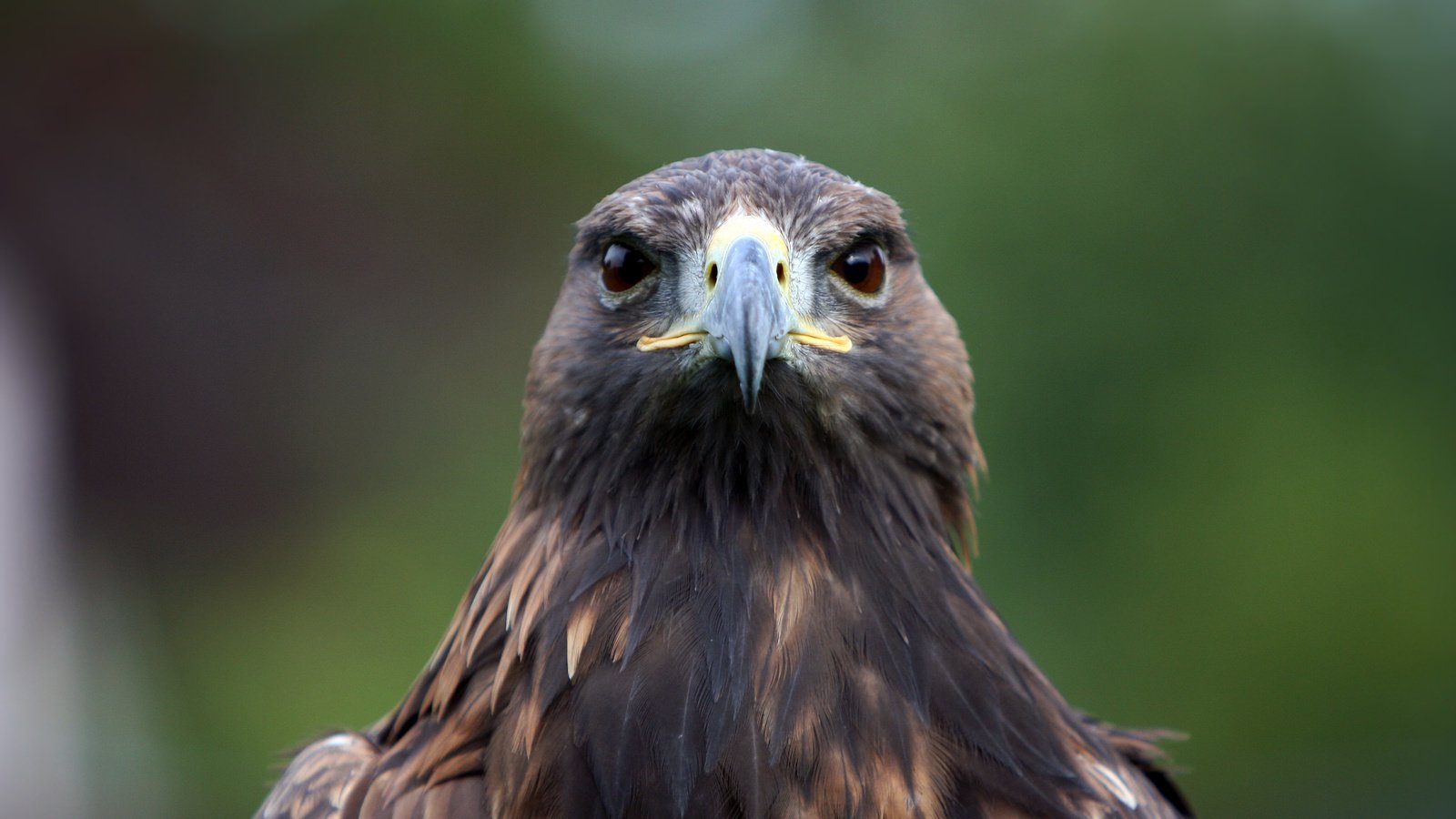 Обои орел, птица, клюв, перья, хищная, eagle, bird, beak, feathers, predatory разрешение 3456x2304 Загрузить