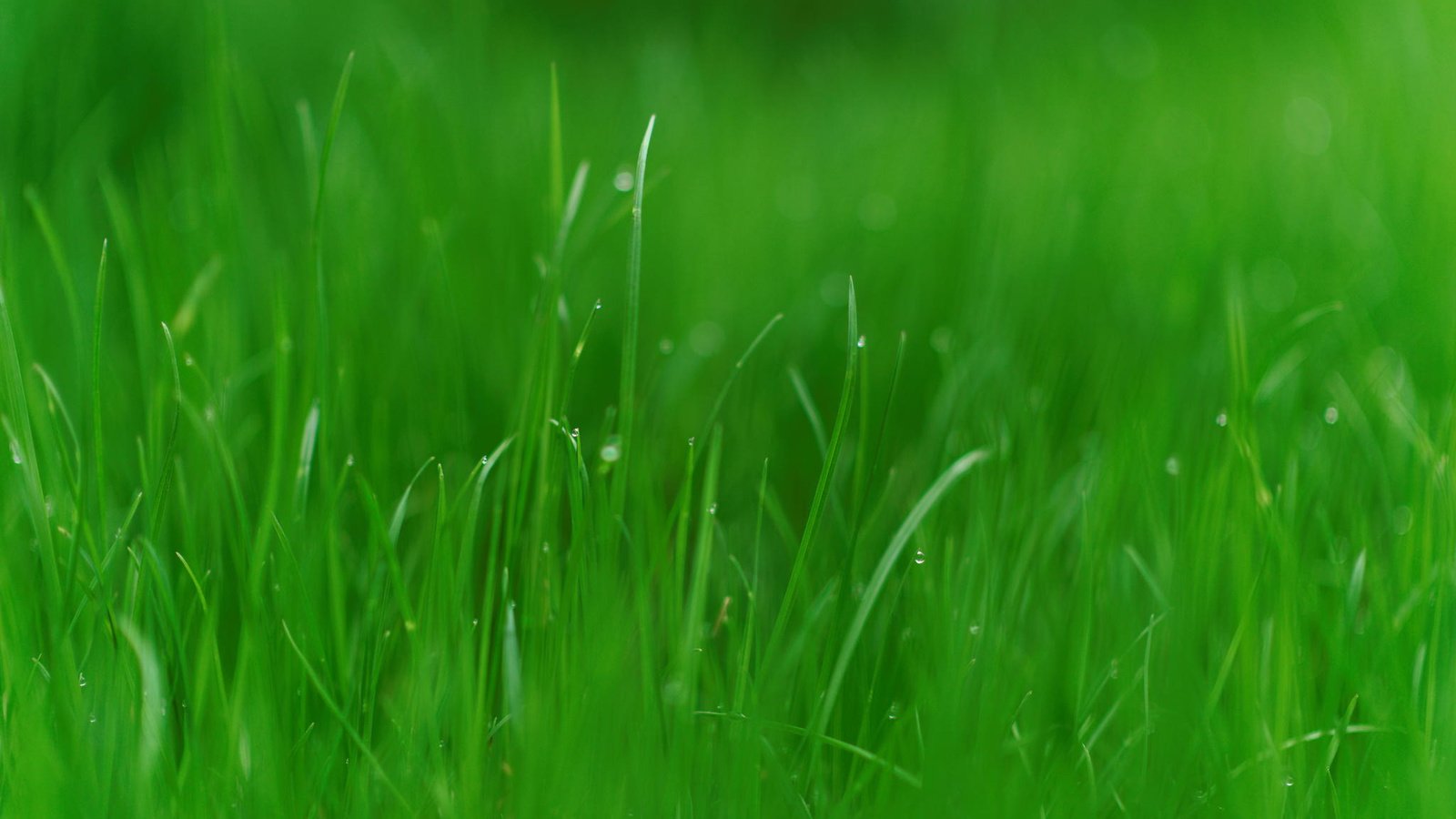 Обои трава, природа, зелень, макро, ава, grass, nature, greens, macro, ava разрешение 2048x1367 Загрузить