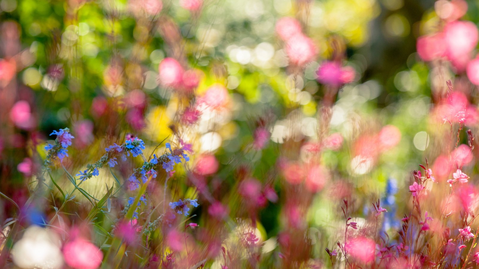 Обои цветы, природа, лето, полевые цветы, боке, flowers, nature, summer, wildflowers, bokeh разрешение 2048x1185 Загрузить