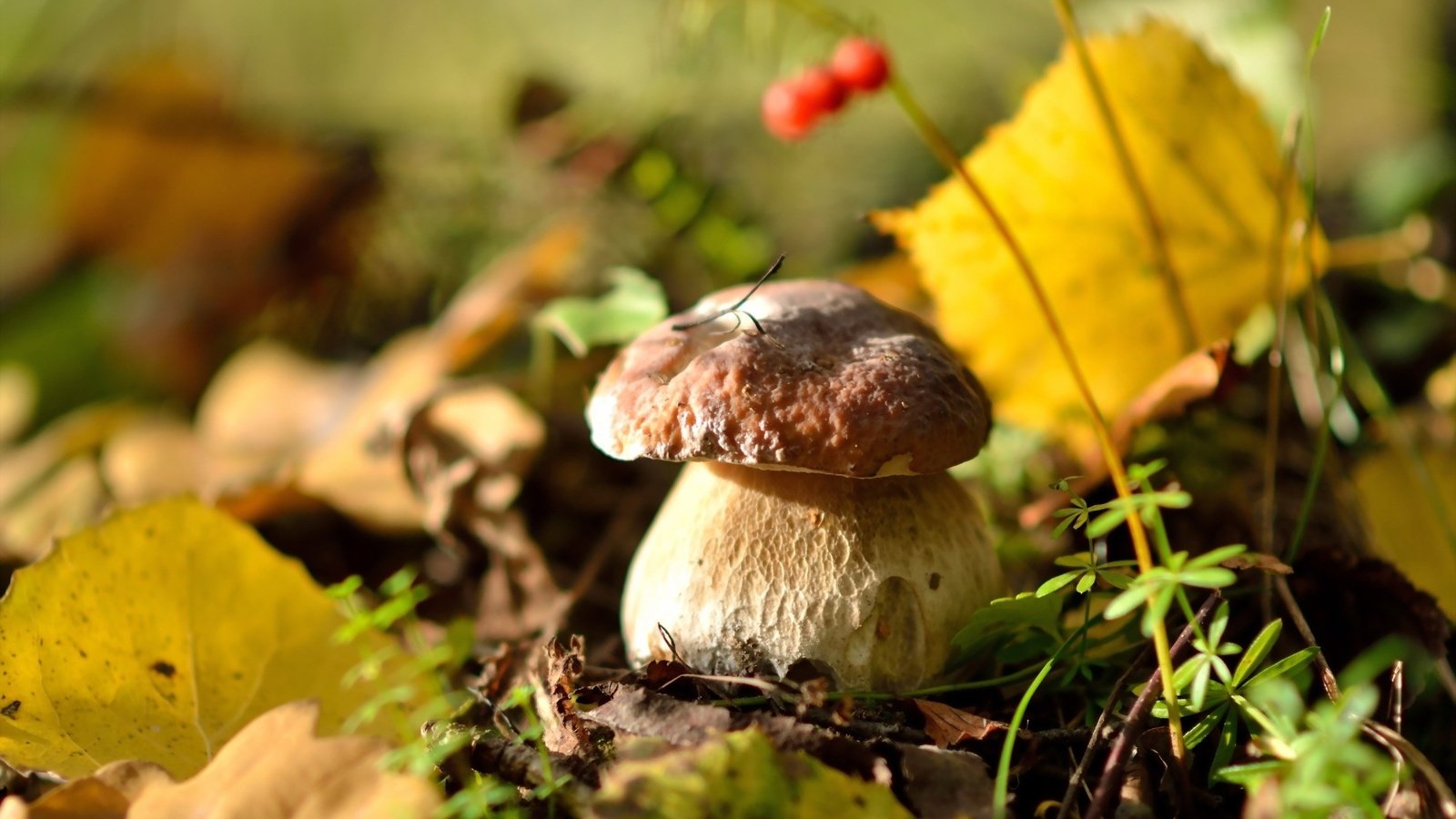 Обои природа, осень, гриб, ягоды, белый гриб, осенние листья, nature, autumn, mushroom, berries, white mushroom, autumn leaves разрешение 2560x1440 Загрузить