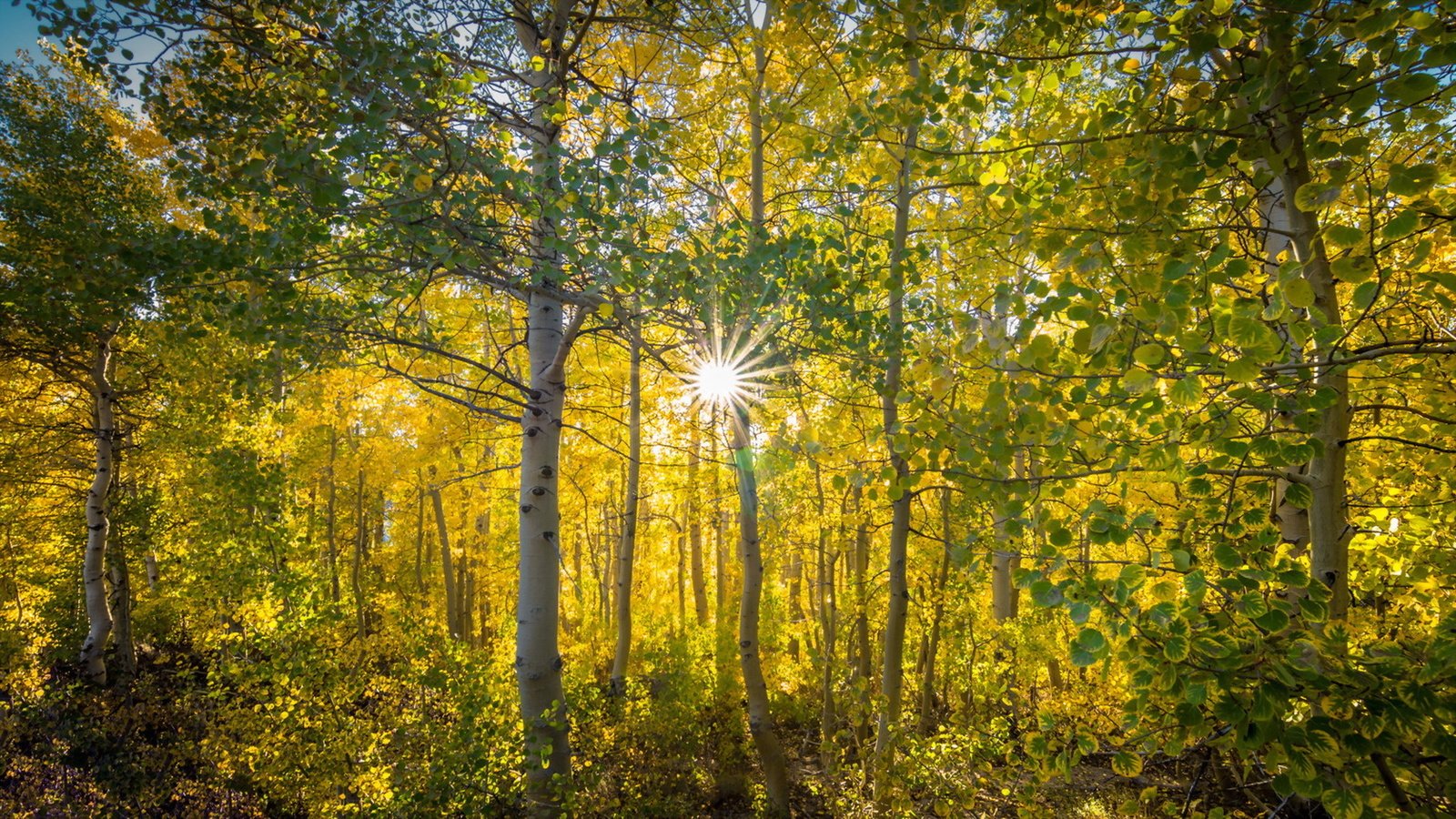 Обои деревья, солнце, природа, лес, осень, trees, the sun, nature, forest, autumn разрешение 1920x1080 Загрузить