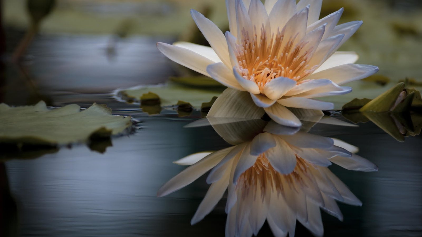 Обои вода, отражение, цветок, лилия, кувшинка, нимфея, водяная лилия, water, reflection, flower, lily, nymphaeum, water lily разрешение 2048x1356 Загрузить