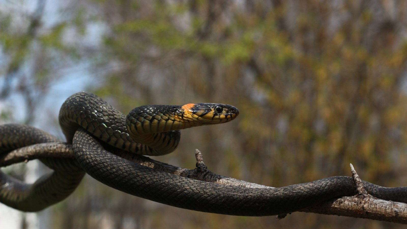 Обои ветка, природа, дерево, уж, змея, branch, nature, tree, so, snake разрешение 1920x1280 Загрузить