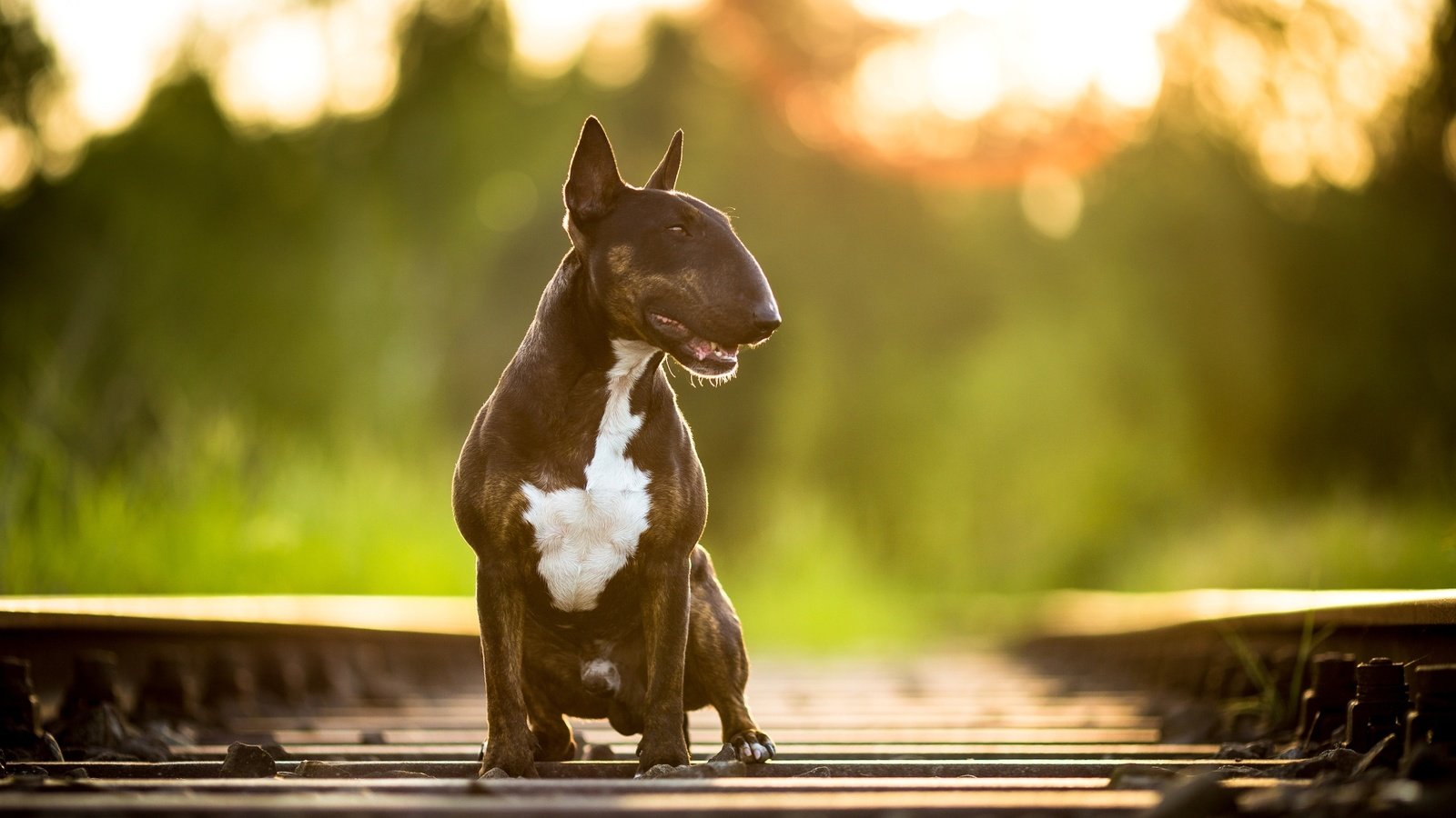 Обои дорога, железная дорога, фон, собака, бультерьер, road, railroad, background, dog, bull terrier разрешение 2586x1724 Загрузить