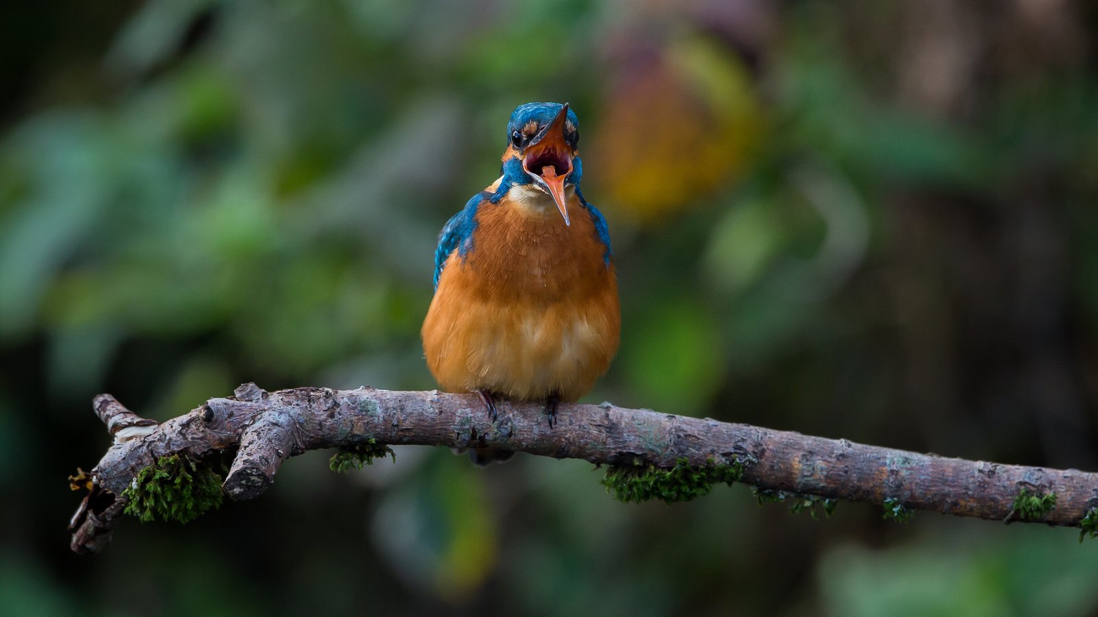 Обои ветка, природа, размытость, птица, клюв, перья, зимородок, branch, nature, blur, bird, beak, feathers, kingfisher разрешение 2048x1365 Загрузить