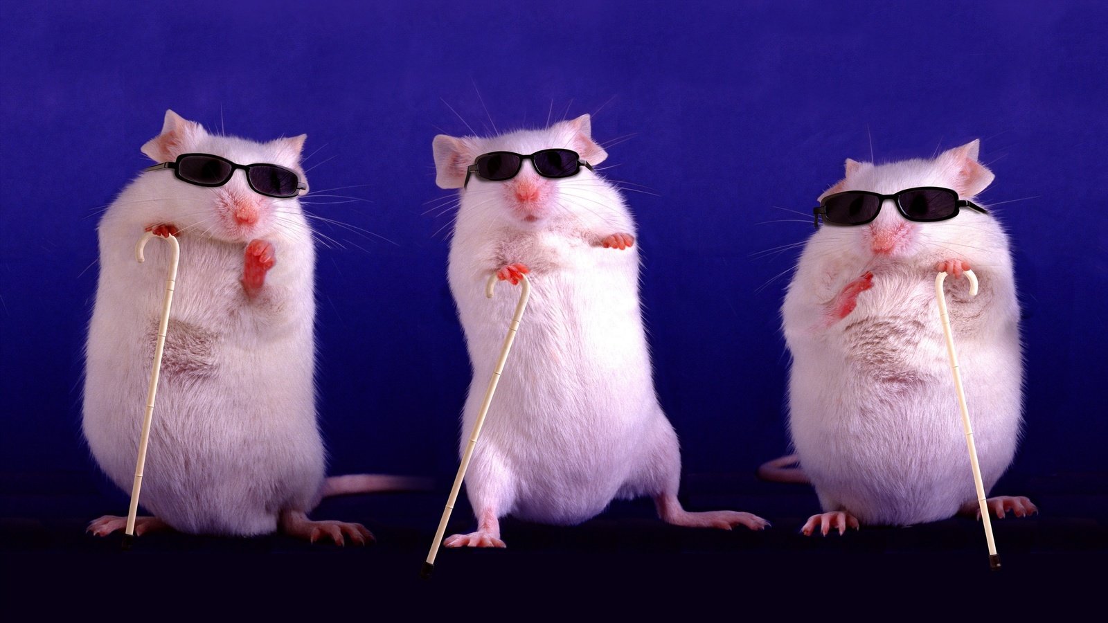 Обои животные, крысы, фиолетовый, слепые, белые, темные очки, три, трость, трое, забавно, трио, грызуны, rodents, animals, rats, purple, blind, white, sunglasses, three, cane, funny, trio разрешение 2880x1805 Загрузить
