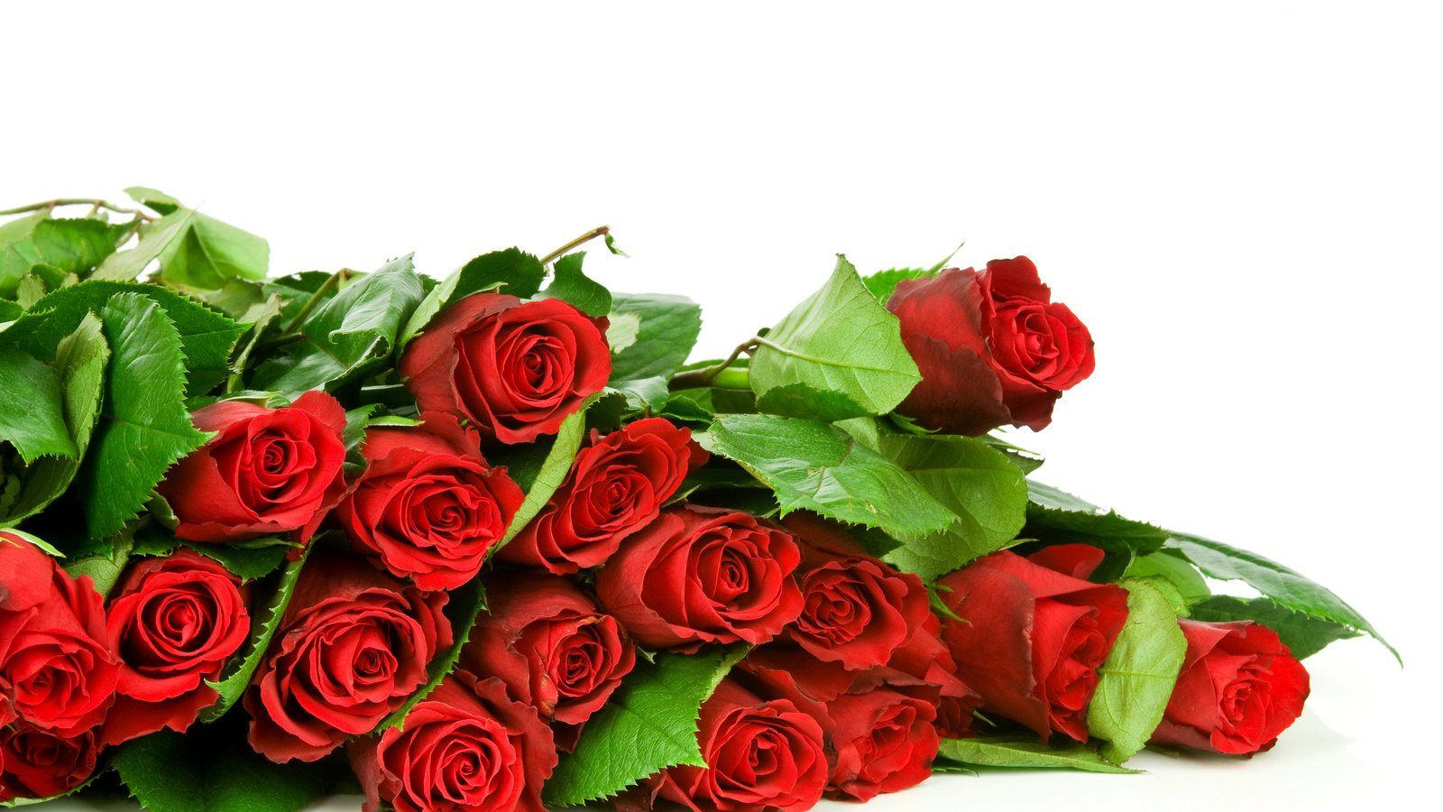 Обои цветы, розы, красные, букет, flowers, roses, red, bouquet разрешение 6000x4000 Загрузить