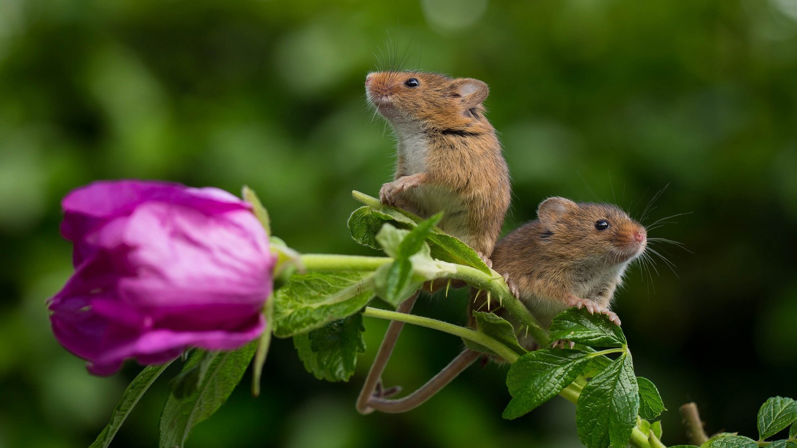 Обои полевая мышь, цветок, роза, парочка, пара, мыши, полевка, мышки, harvest mouse, мышь-малютка, flower, rose, a couple, pair, mouse, vole, the mouse is tiny разрешение 2048x1329 Загрузить