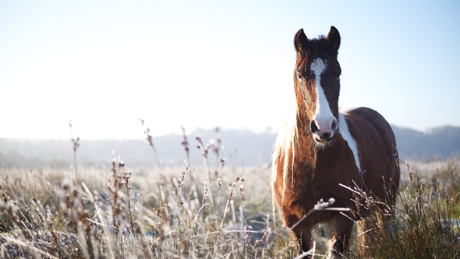 Обои природа, фон, конь, nature, background, horse разрешение 2048x1368 Загрузить