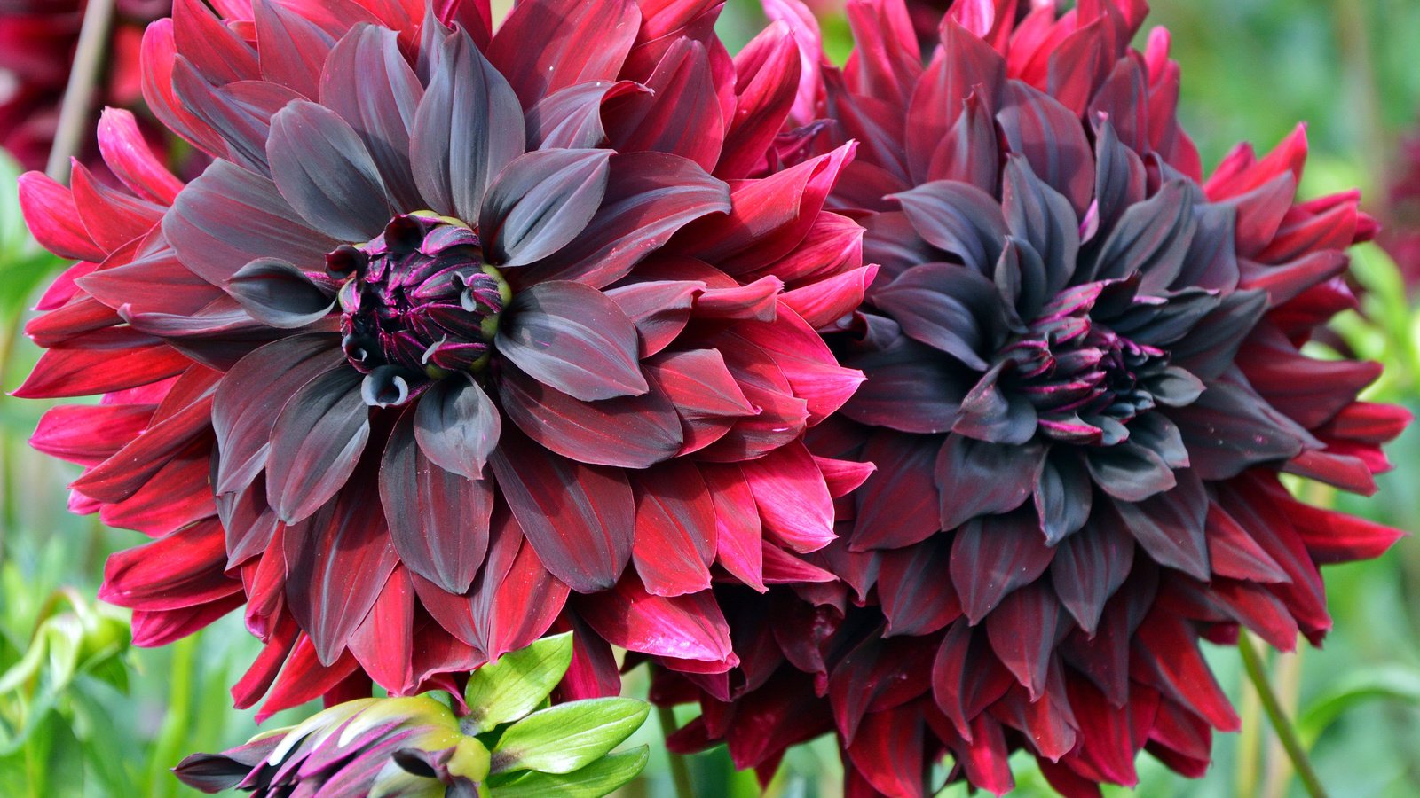 Обои цветы, красный, бордовый, георгины, flowers, red, burgundy, dahlias разрешение 3000x2250 Загрузить