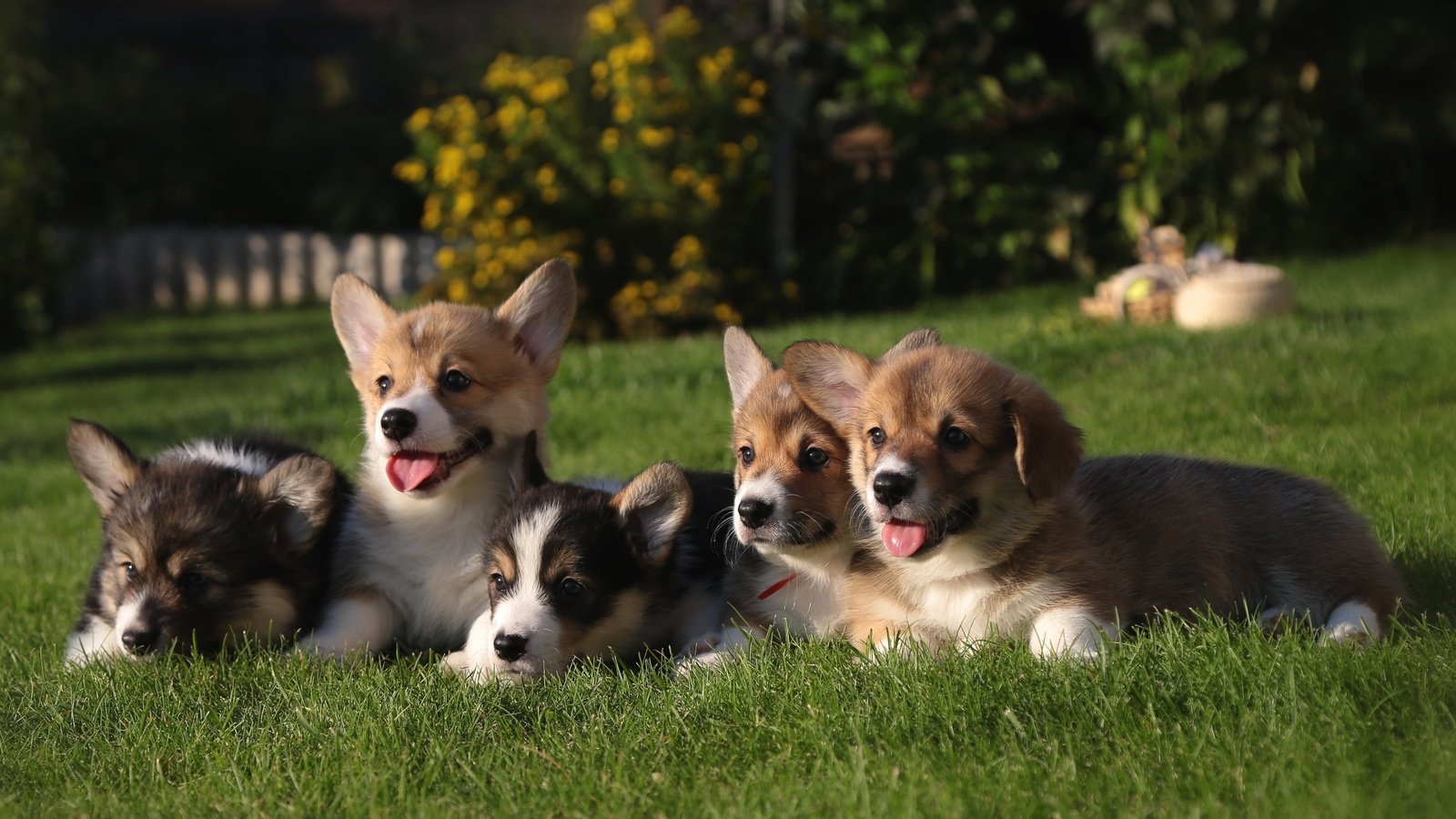 Обои трава, щенки, собаки, вельш-корги, grass, puppies, dogs, welsh corgi разрешение 2400x1435 Загрузить