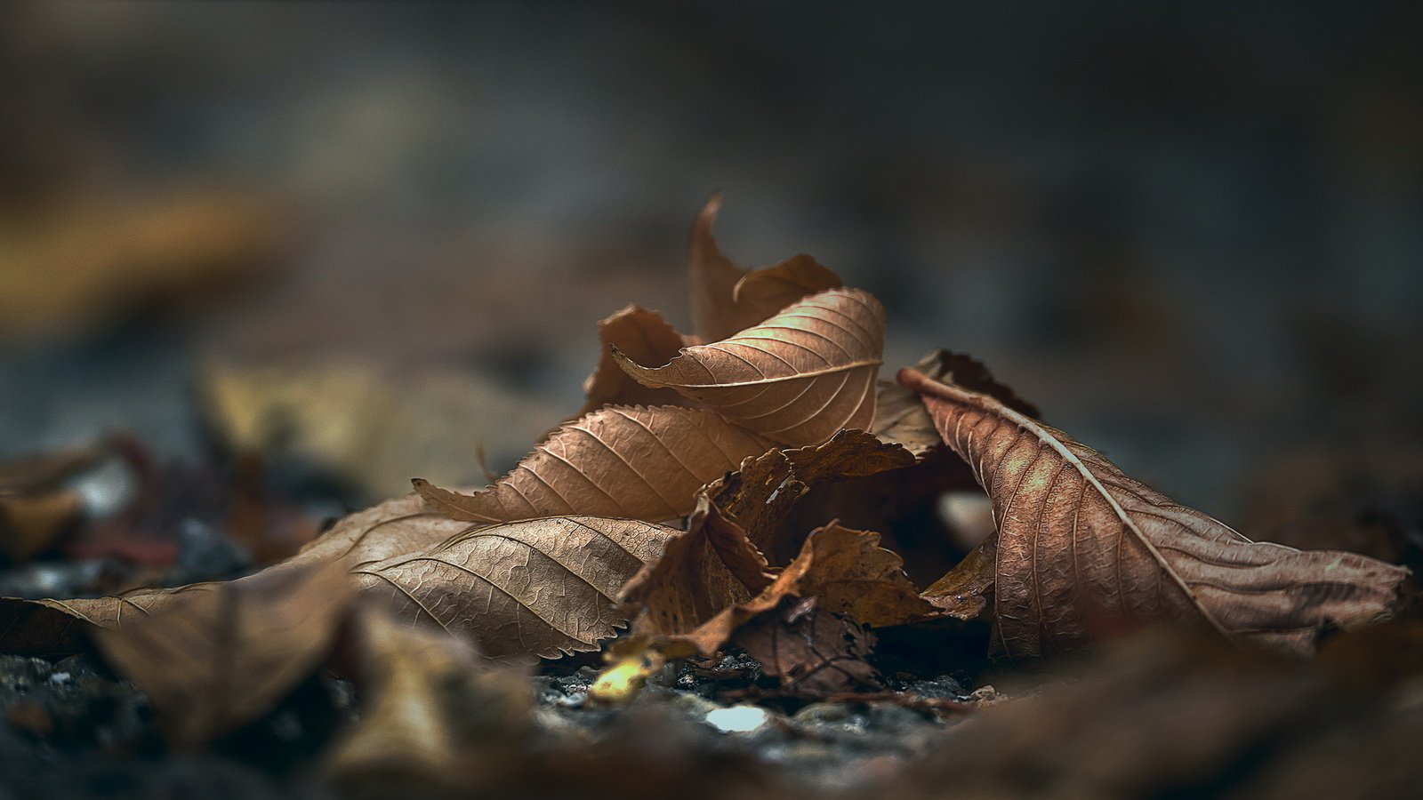 Обои природа, листья, макро, осень, nature, leaves, macro, autumn разрешение 2036x1091 Загрузить