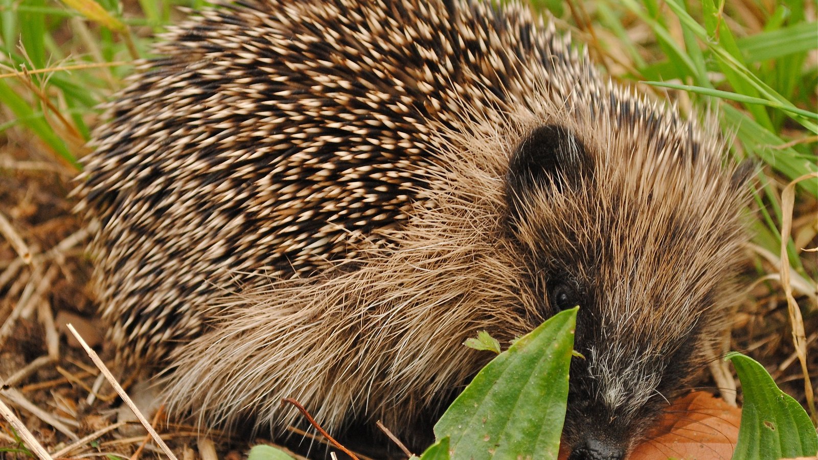 Обои морда, природа, колючки, ежик, еж, face, nature, barb, hedgehog разрешение 2048x1467 Загрузить