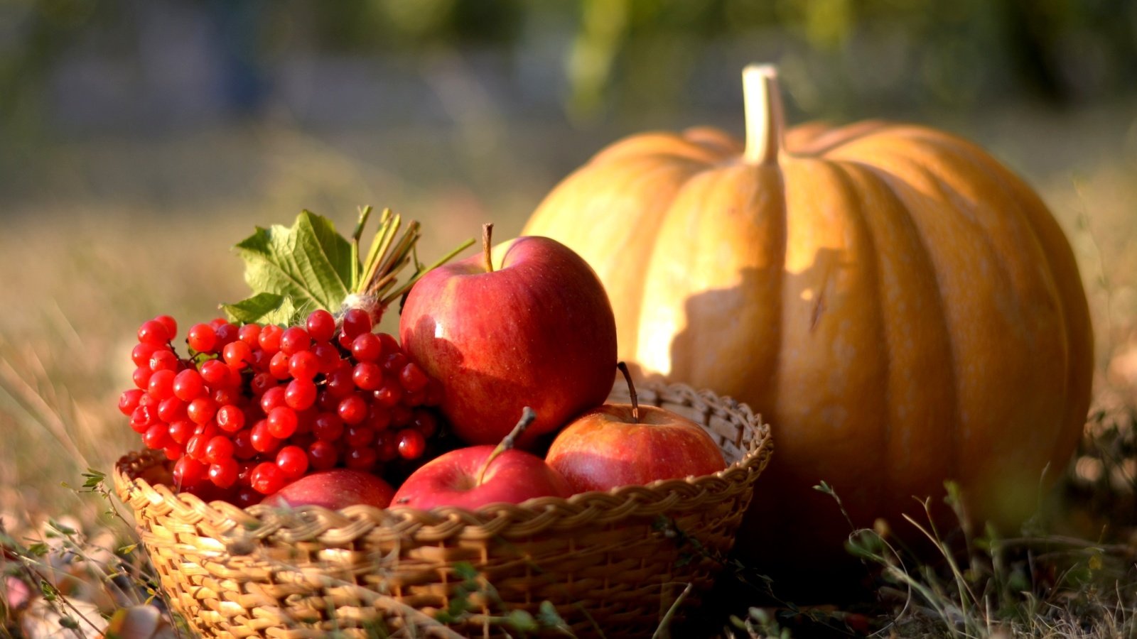 Обои яблоки, осень, ягоды, плоды, тыква, калина, apples, autumn, berries, fruit, pumpkin, kalina разрешение 2400x1523 Загрузить
