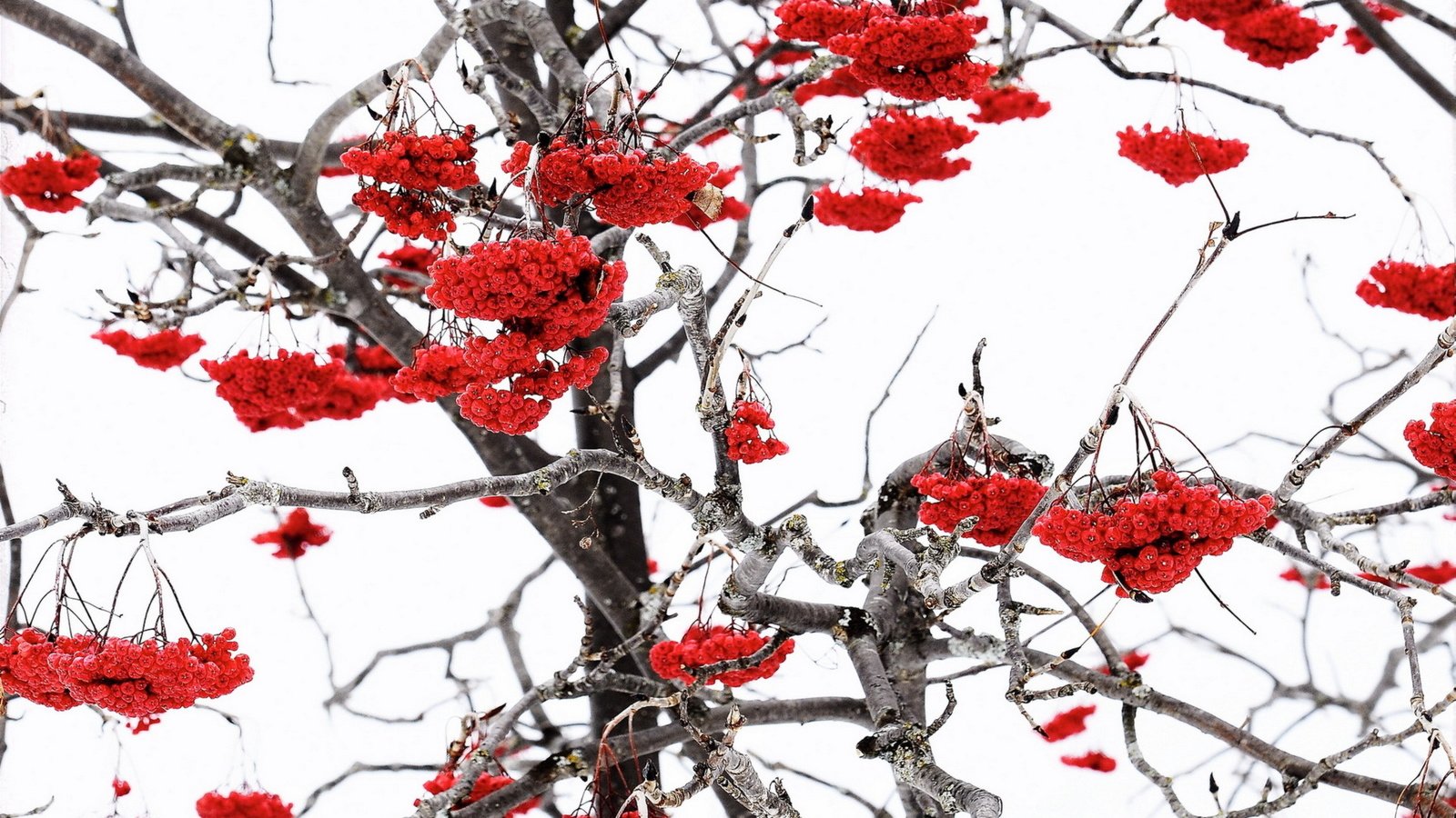 Обои природа, зима, ветки, ягоды, рябина, nature, winter, branches, berries, rowan разрешение 1920x1265 Загрузить