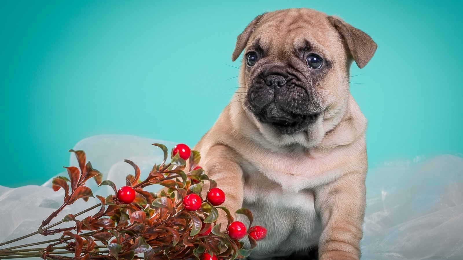 Обои собака, щенок, песик, милый, французский бульдог, брусника, dog, puppy, doggie, cute, french bulldog, cranberries разрешение 3000x1955 Загрузить