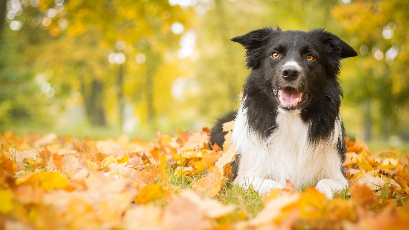 Обои листья, парк, осень, собака, leaves, park, autumn, dog разрешение 4272x2661 Загрузить