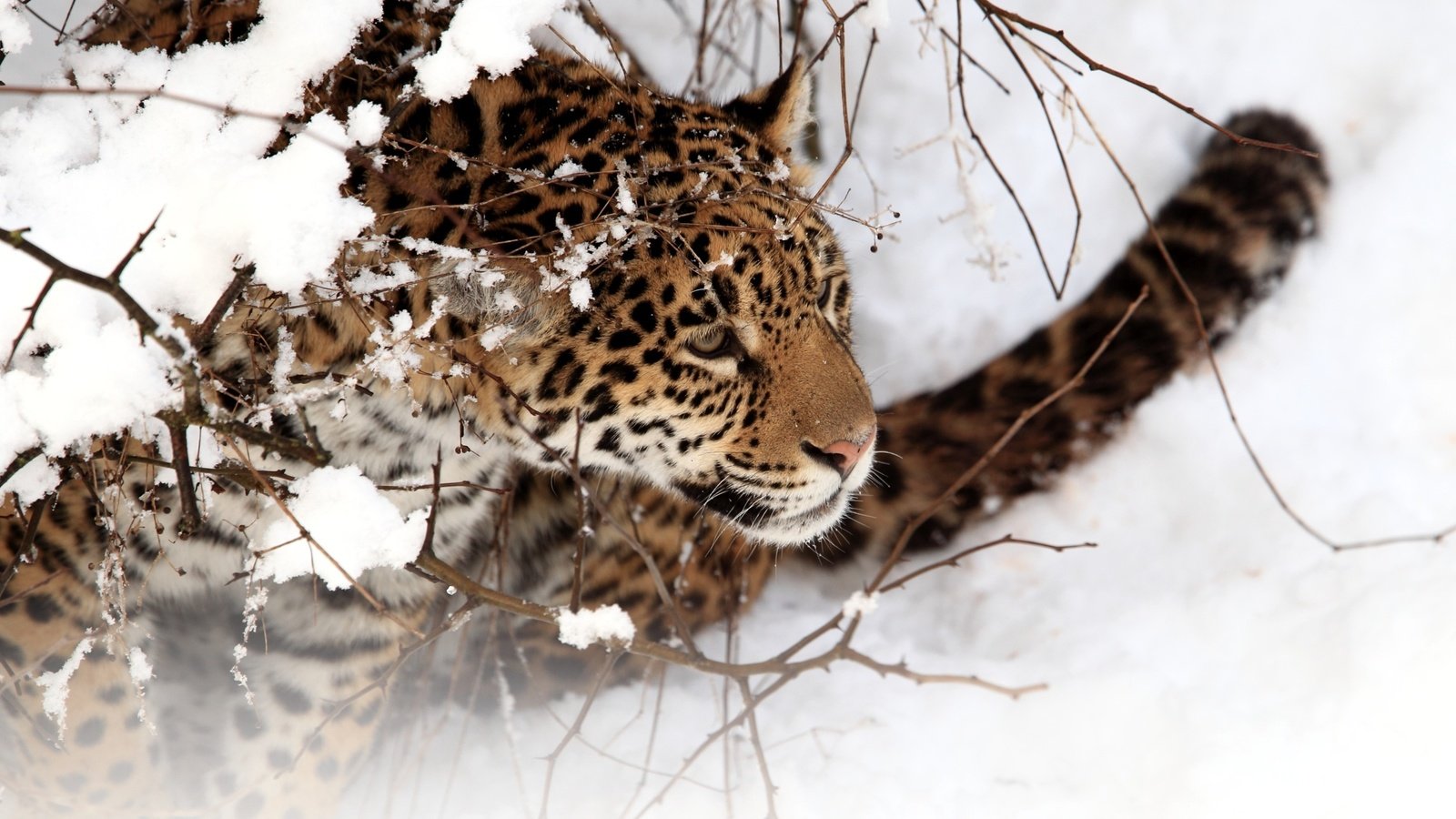 Обои снег, зима, кошка, ягуар, snow, winter, cat, jaguar разрешение 2560x1600 Загрузить