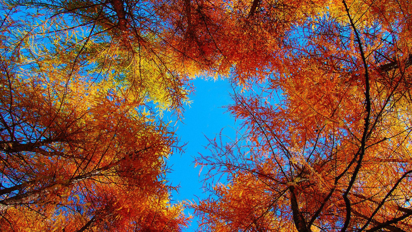 Обои небо, деревья, листья, осень, the sky, trees, leaves, autumn разрешение 2048x1362 Загрузить
