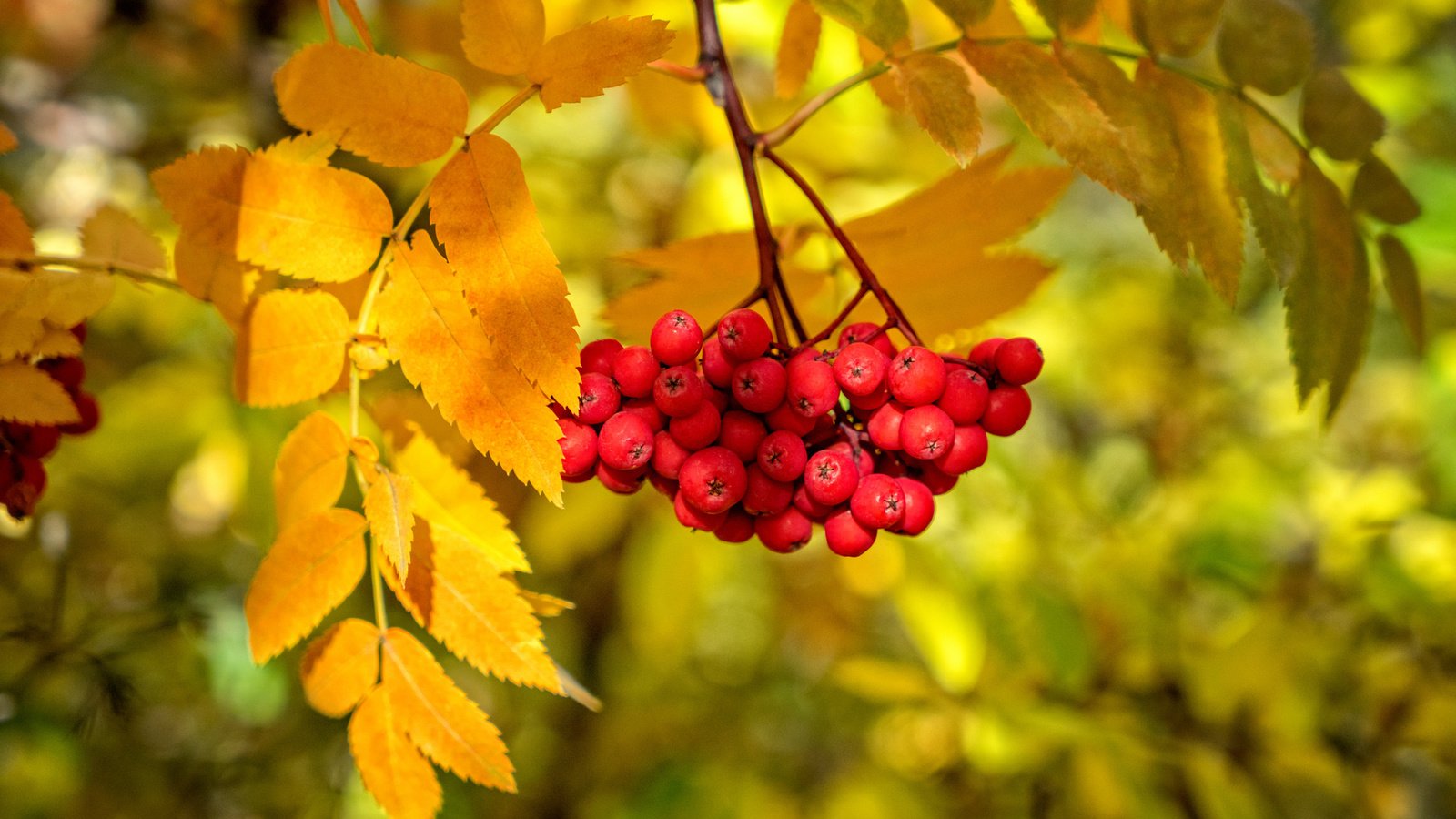 Обои ветка, листья, краски, осень, ягоды, рябина, branch, leaves, paint, autumn, berries, rowan разрешение 2048x1365 Загрузить