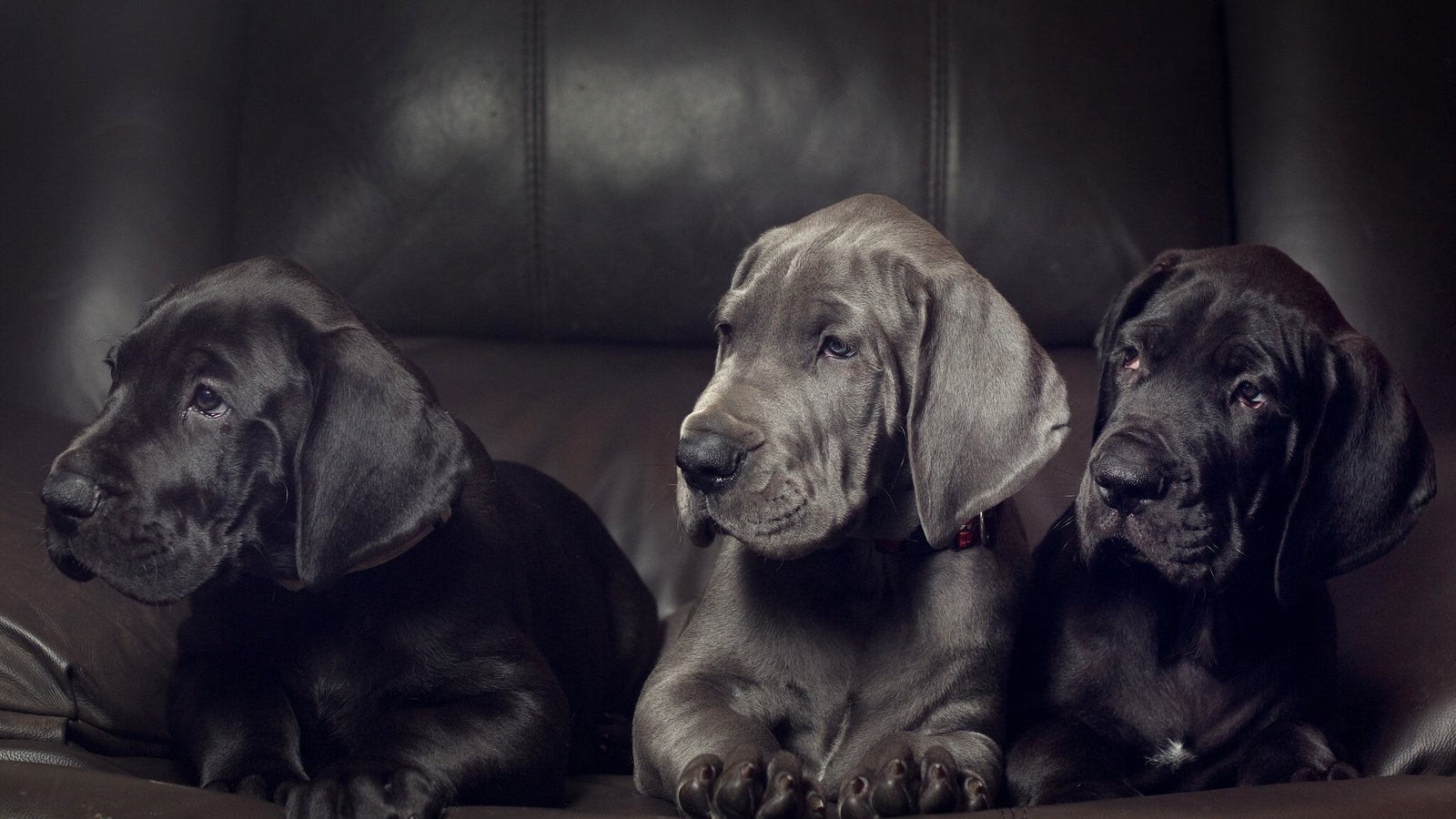 Обои щенки, собаки, немецкий дог, трио, дог, немецкий, троица, puppies, dogs, great dane, trio, dog, german, trinity разрешение 2048x1366 Загрузить