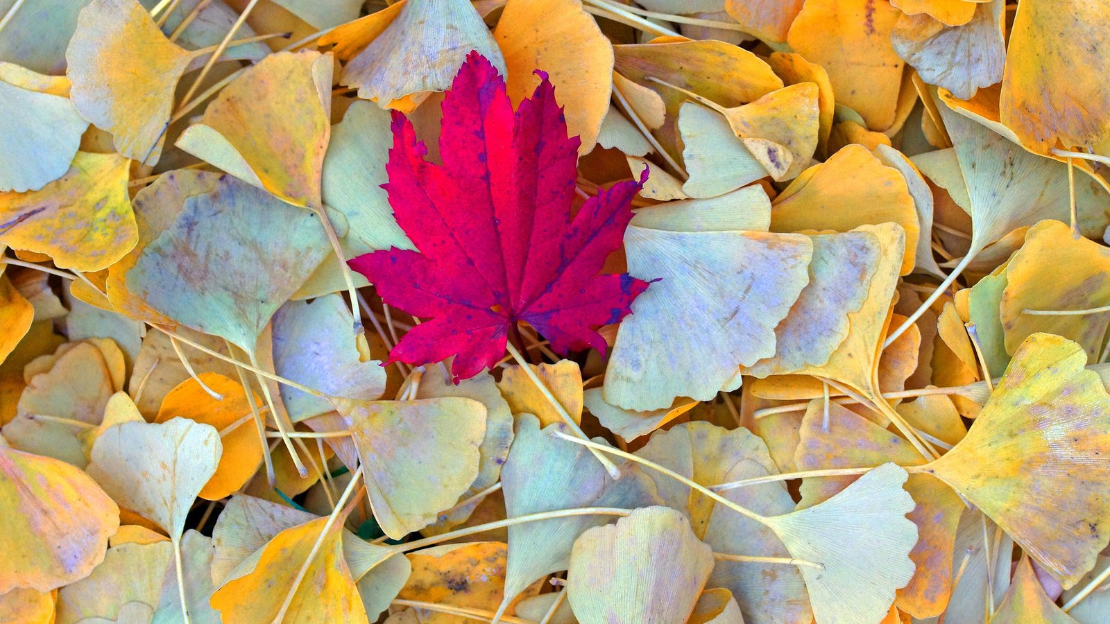Обои природа, листья, осень, nature, leaves, autumn разрешение 2048x1368 Загрузить