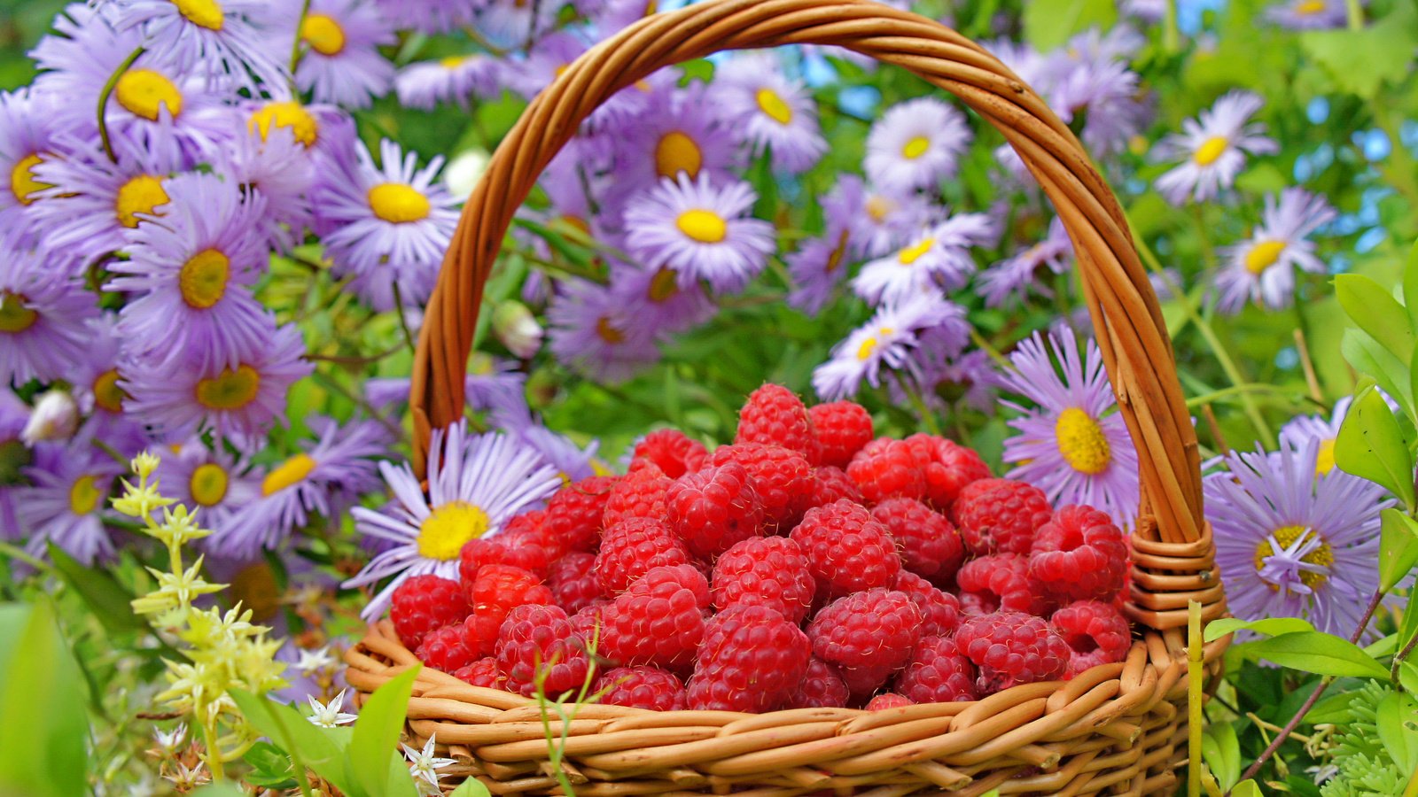 Обои цветы, природа, малина, лето, ягода, корзина, flowers, nature, raspberry, summer, berry, basket разрешение 3250x2358 Загрузить