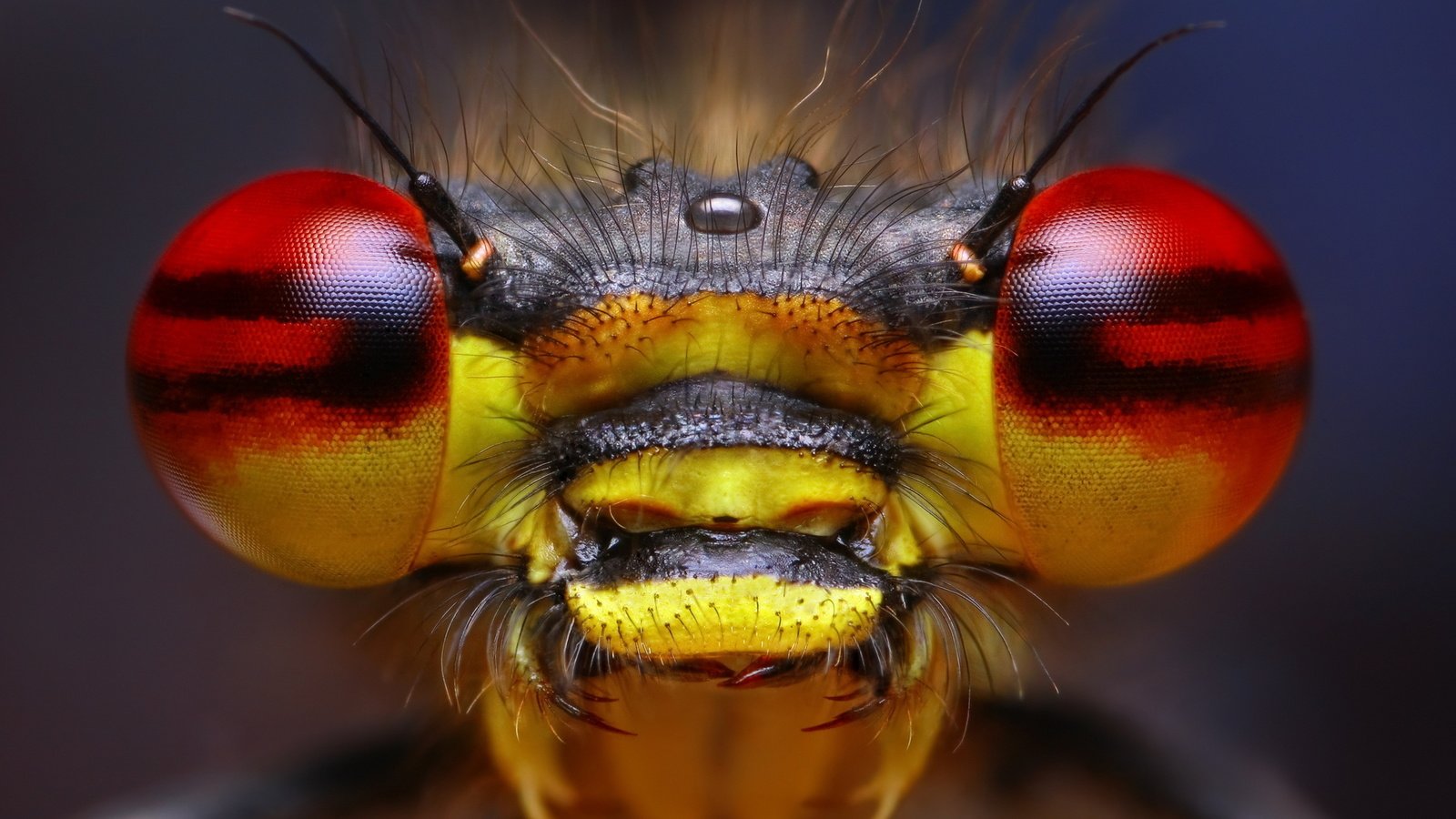 Обои глаза, природа, макро, насекомое, eyes, nature, macro, insect разрешение 2560x1600 Загрузить