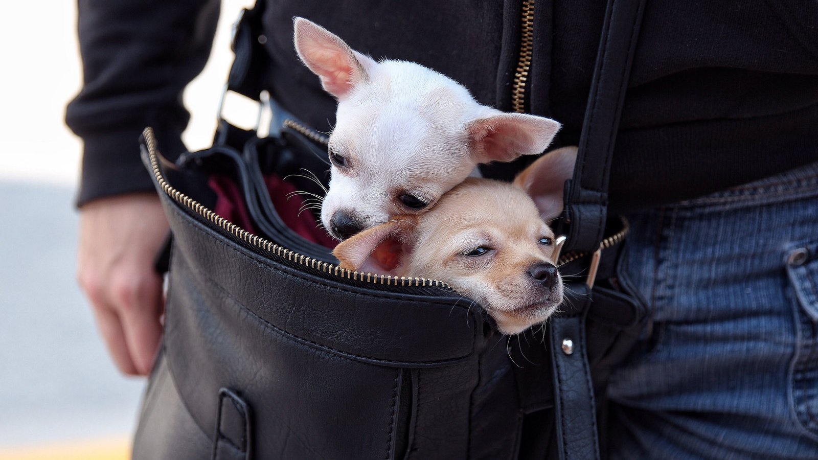 Обои парочка, собаки, сумка, чихуахуа, мордашки, переезд, a couple, dogs, bag, chihuahua, faces, moving разрешение 2048x1365 Загрузить
