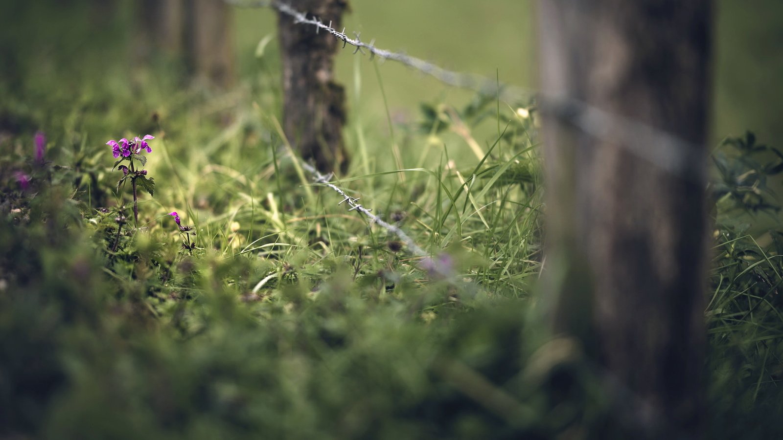 Обои трава, лето, проволока, забор, grass, summer, wire, the fence разрешение 2048x1365 Загрузить