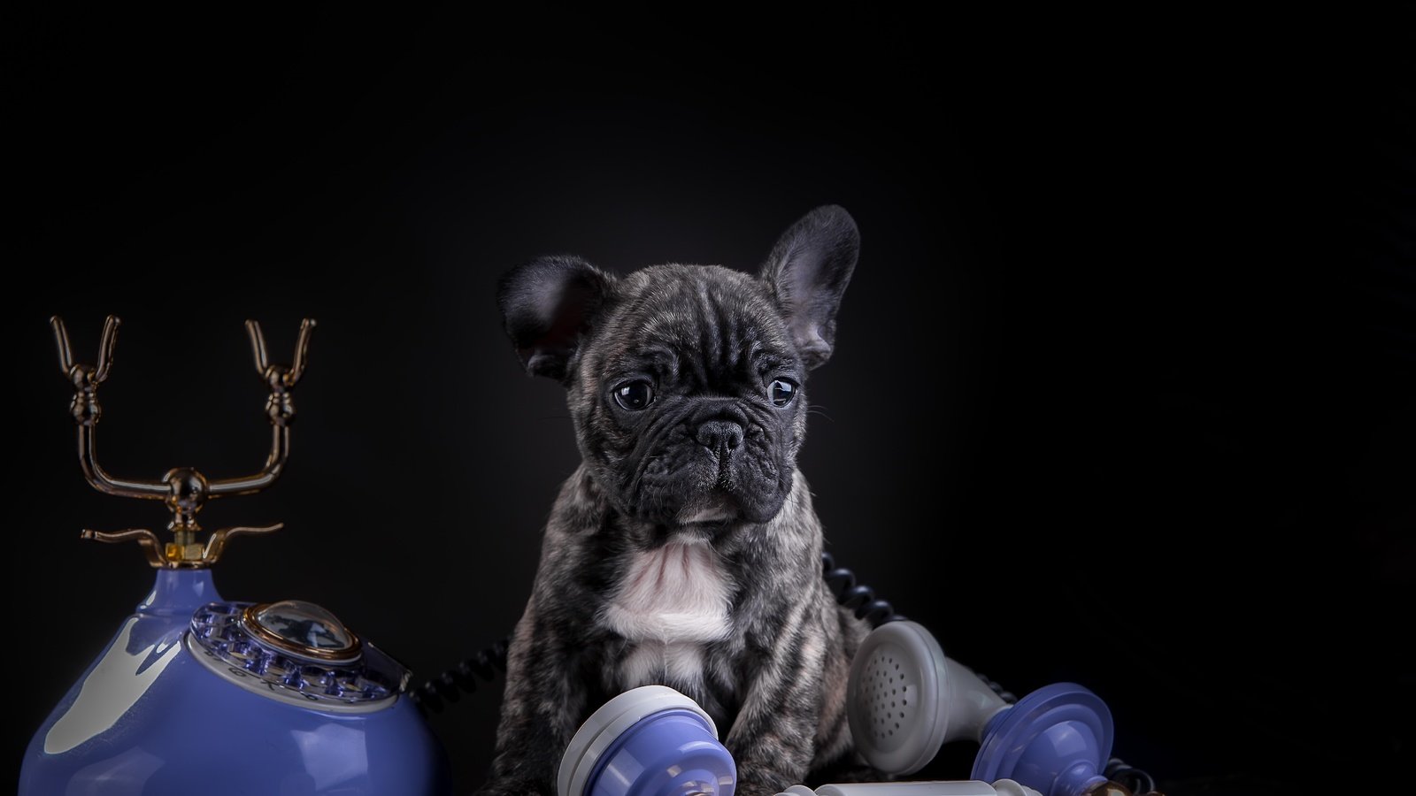 Обои собака, щенок, телефон, французский бульдог, dog, puppy, phone, french bulldog разрешение 5157x3323 Загрузить