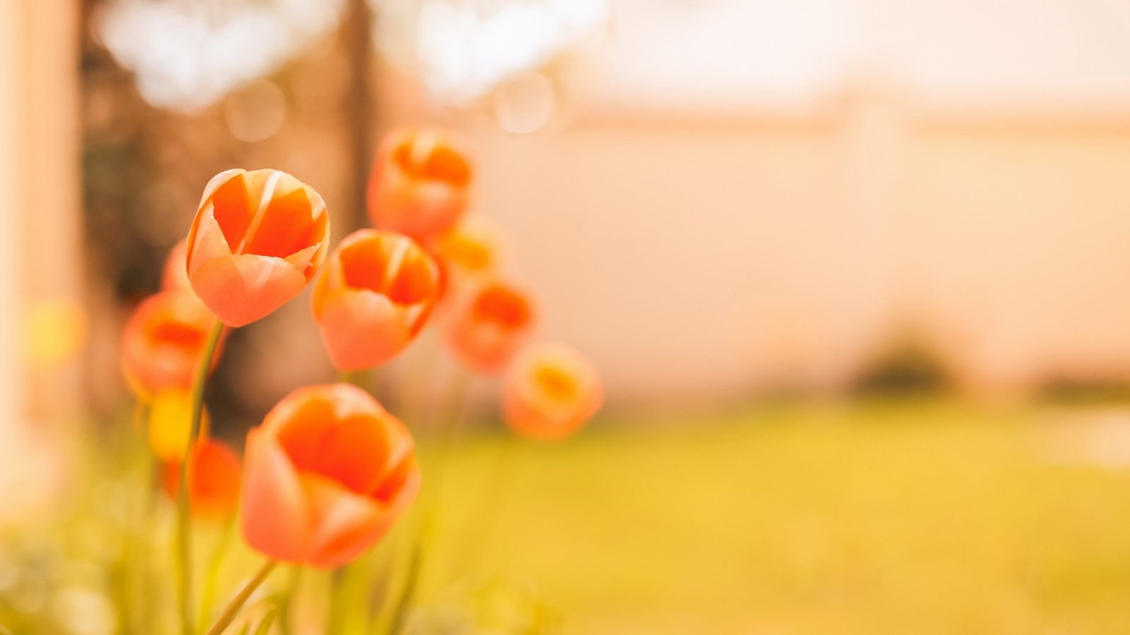 Обои цветы, фон, тюльпаны, боке, flowers, background, tulips, bokeh разрешение 1920x1280 Загрузить